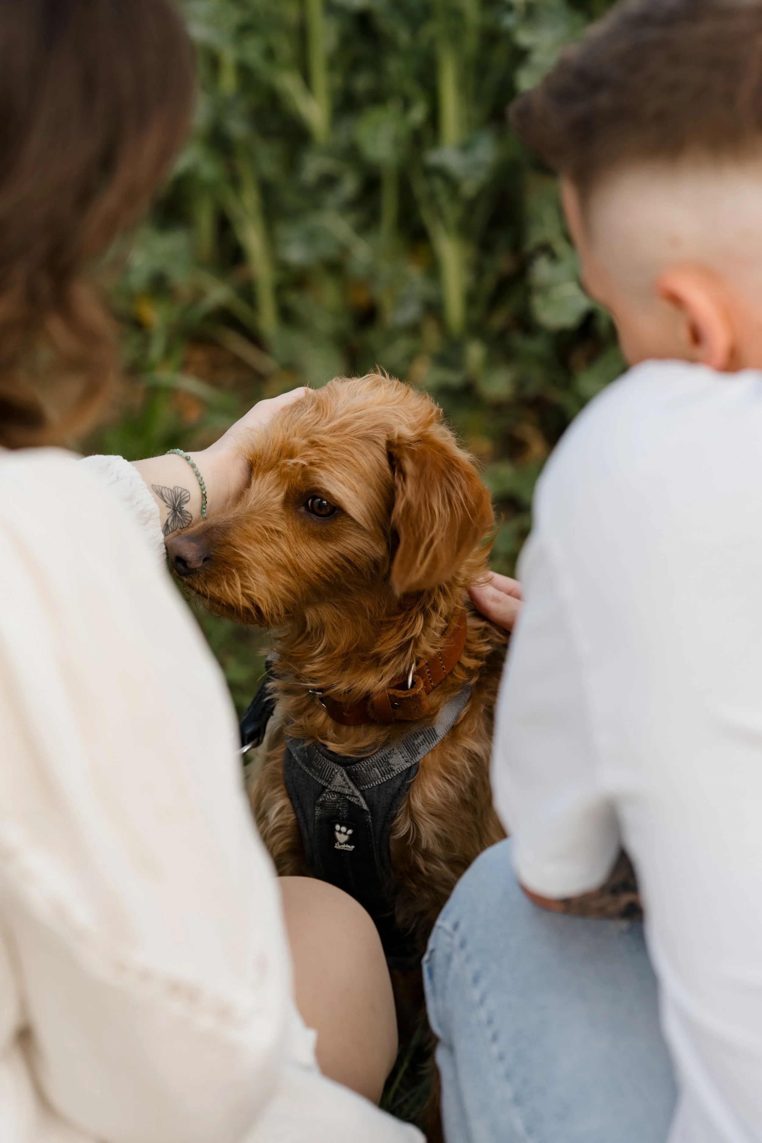 Hundesession-Pedro©JulianaBoden-005.jpg