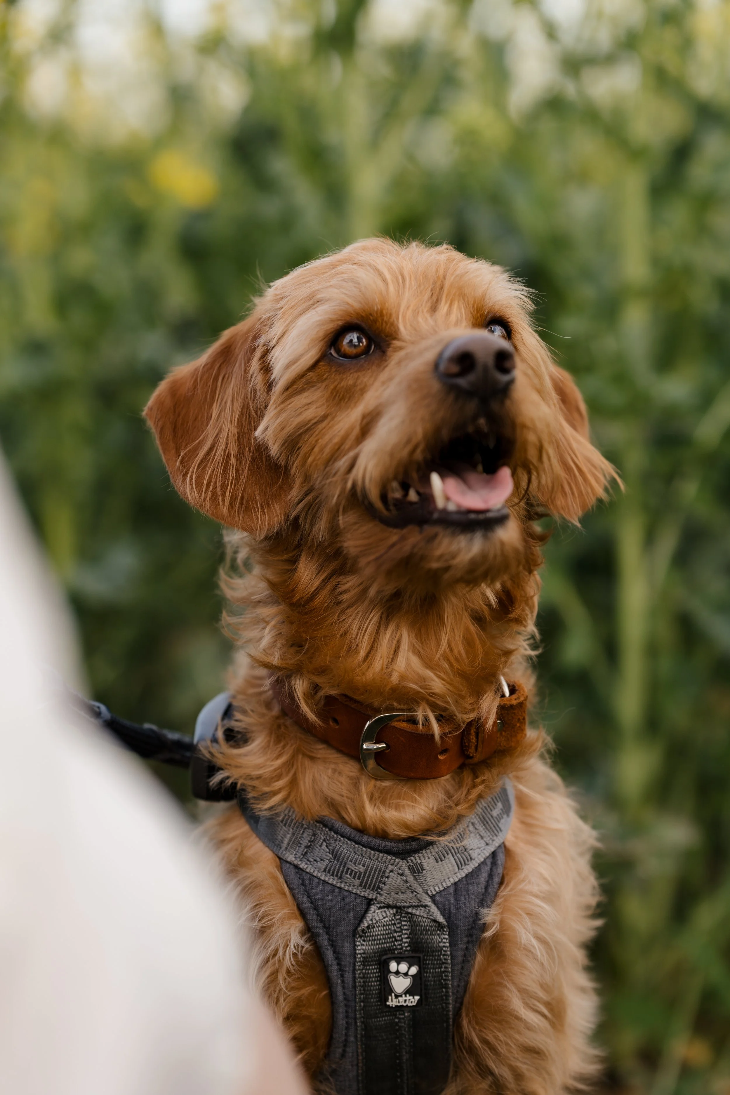 Hundesession-Pedro©JulianaBoden-011.jpg