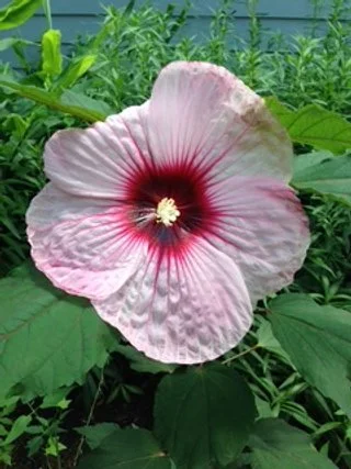 The Great Feminization, No Place is Safe