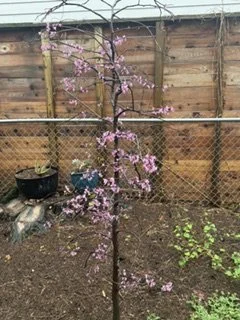 Late Spring Garden Tour