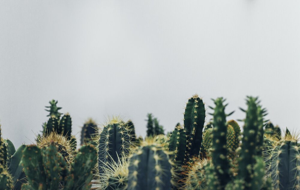 Finding Your Sweet Spot: Should You Have One Niche for Private Practice Success?