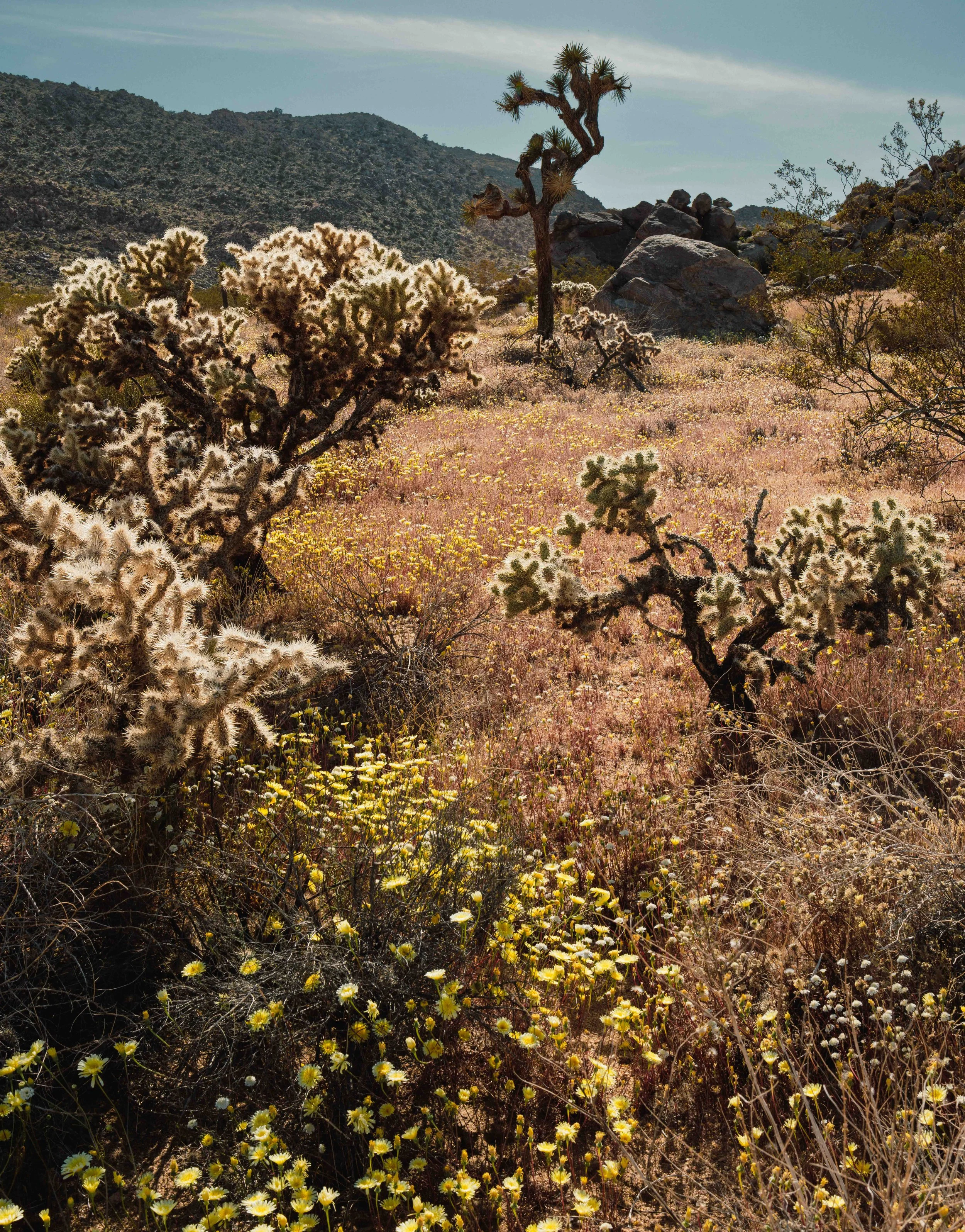 Joshua Tree, 2023