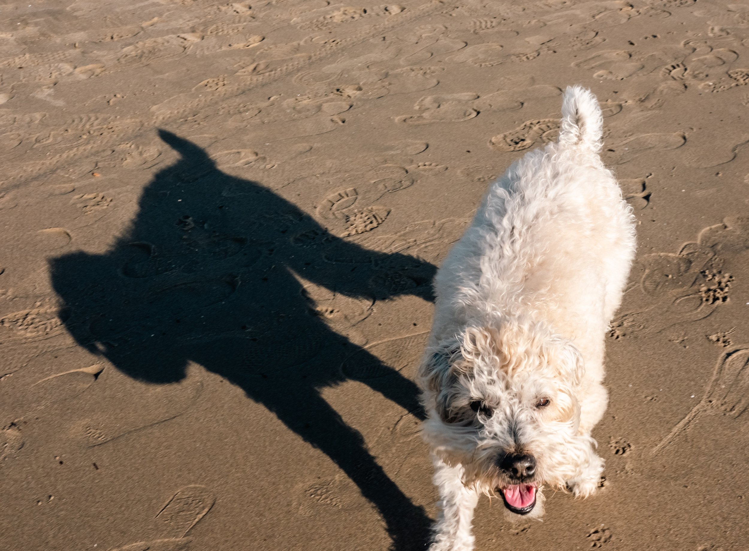 Betsy @ Venice Beach, 2023