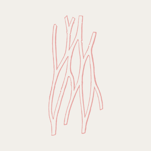 connective tissue.png