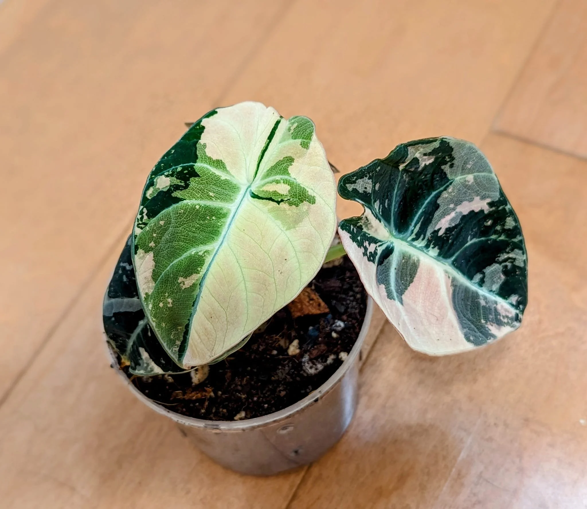 Sarah Johnson - MD.jpeg