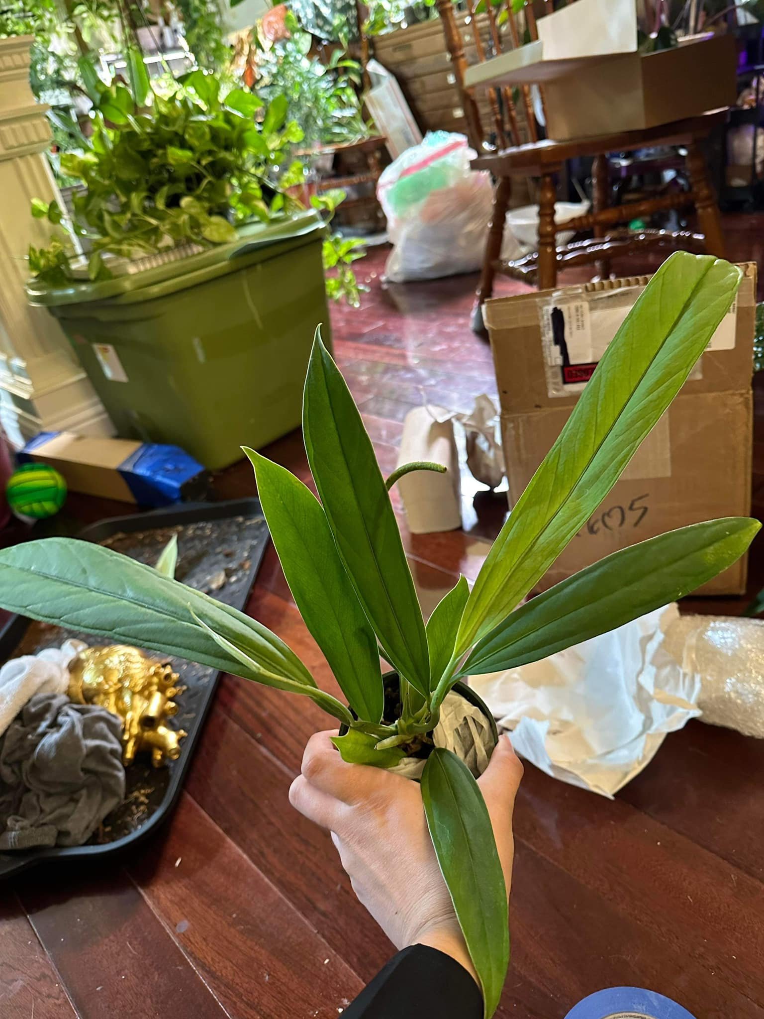 Amanda Siegan - SD.jpeg