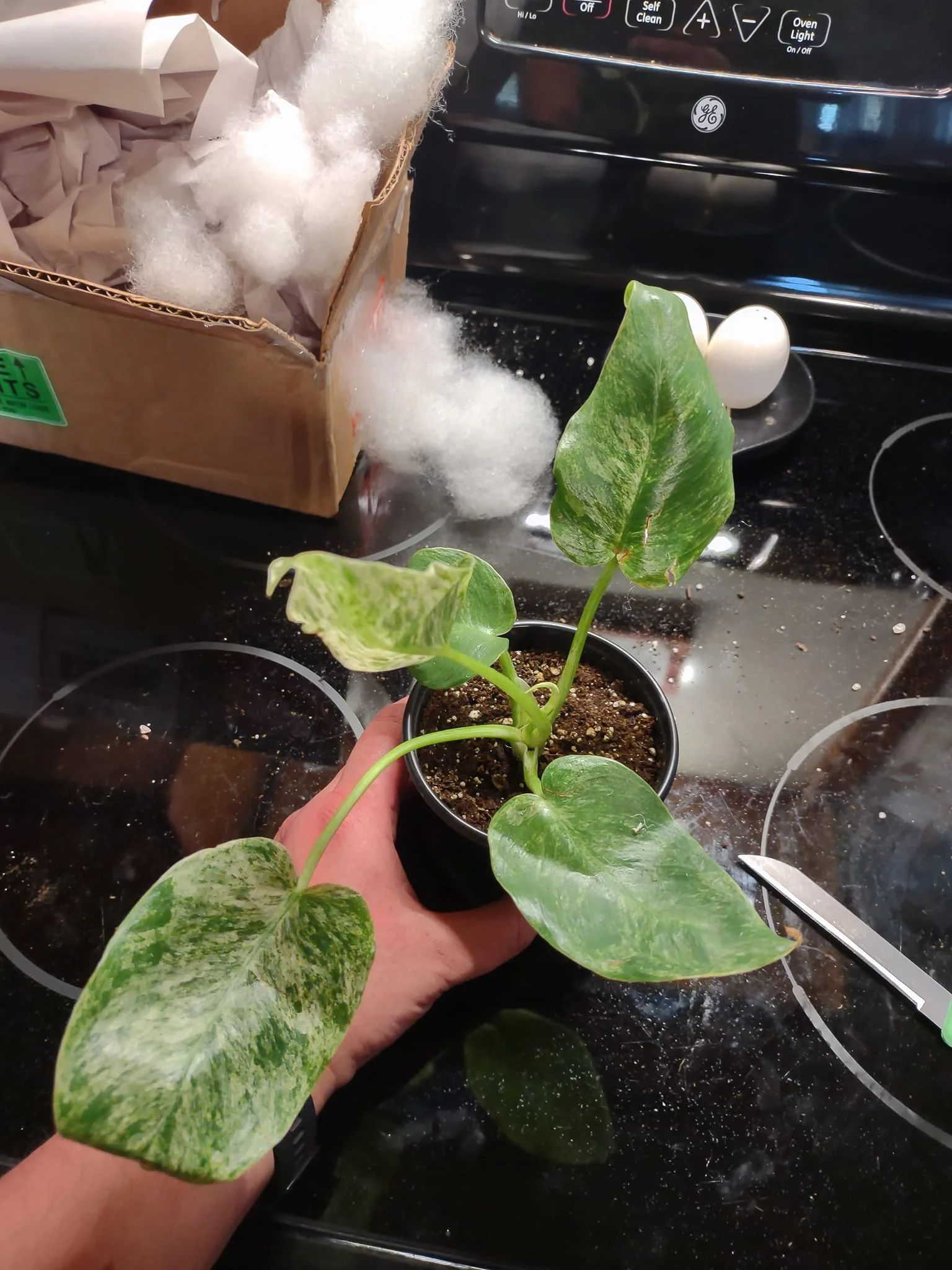 Holly Ault 2 - MD.jpeg