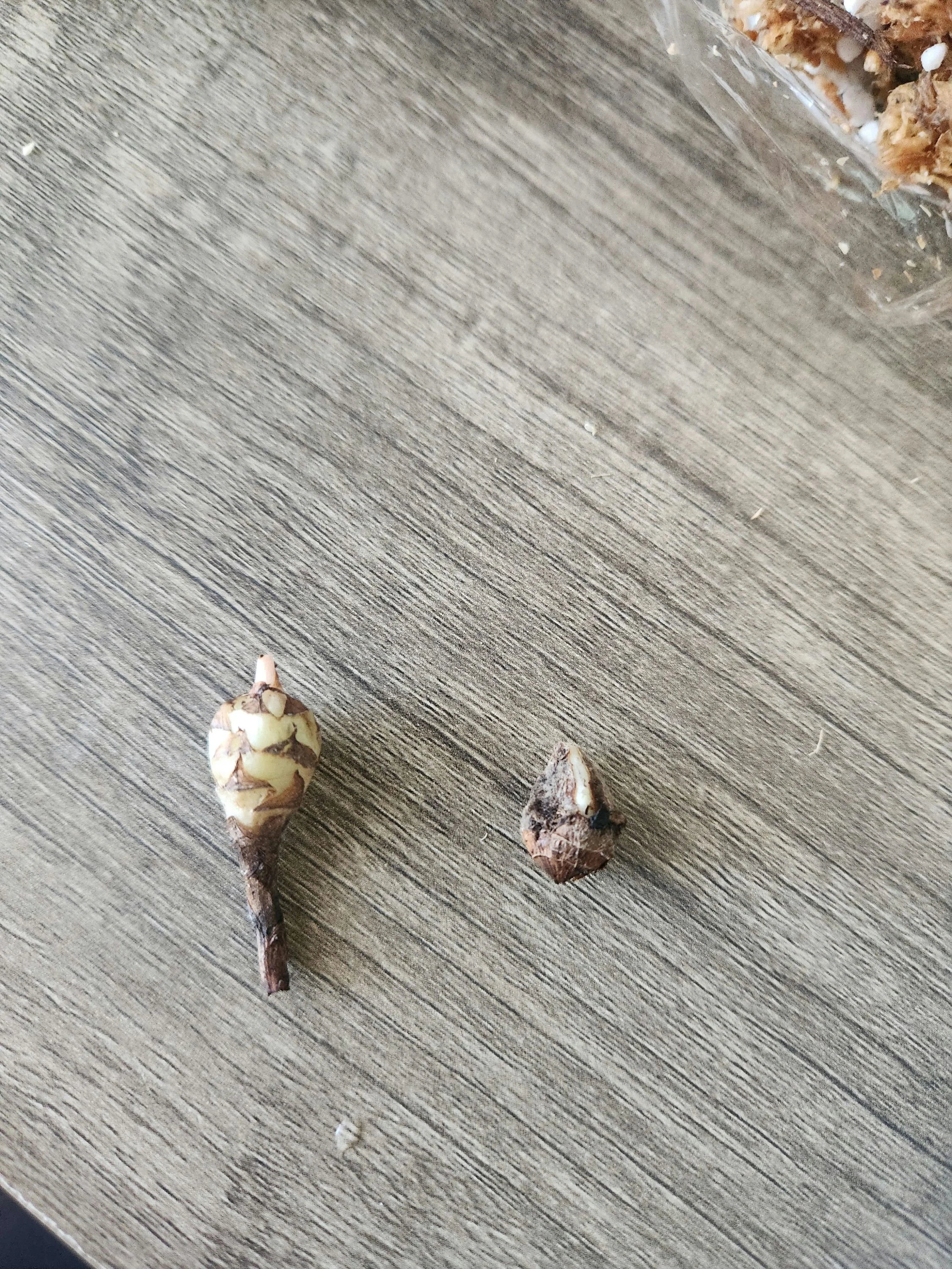 Robyn - Brittany.jpeg