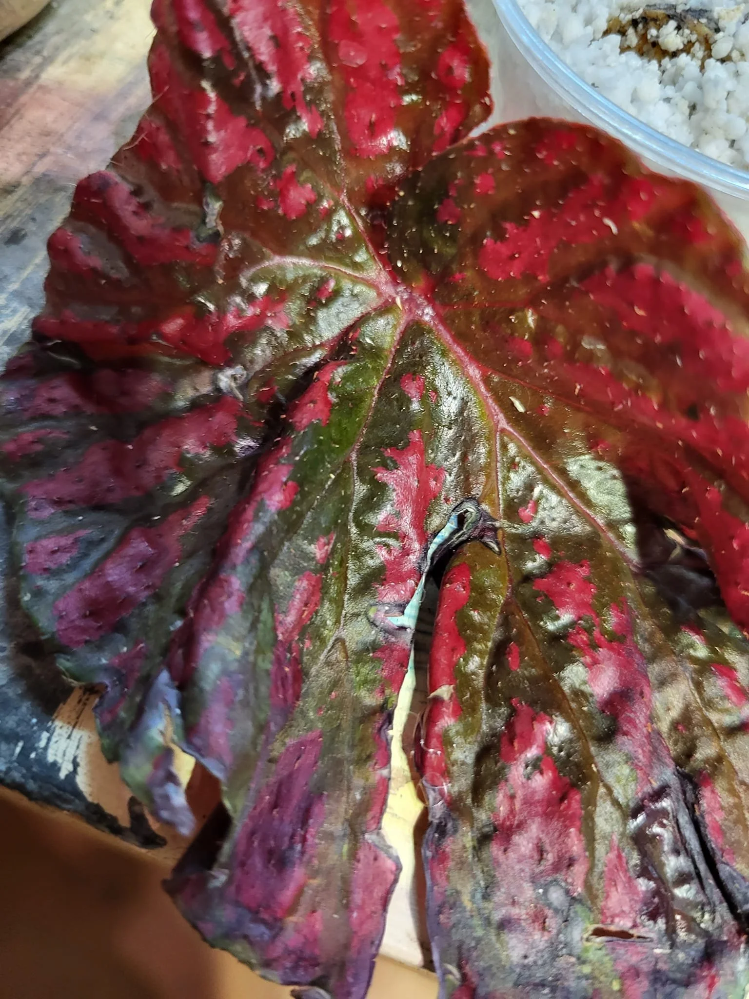 Rachel Brown - CK.jpeg