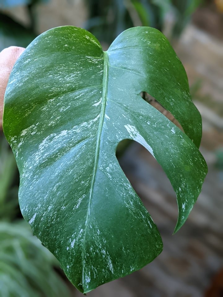 RK - Vivian Kalea.jpeg