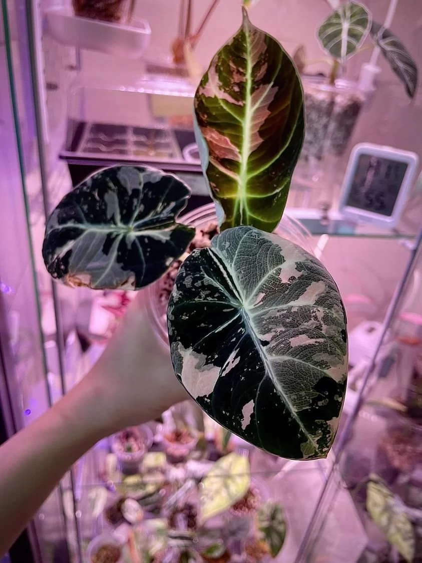 Marie Calado - MD.jpeg