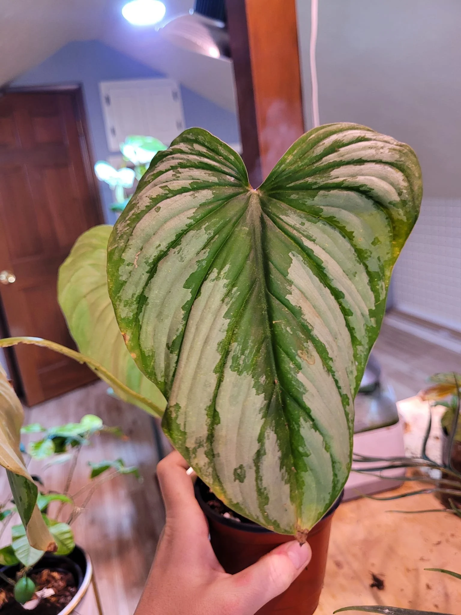 Penny Lane Noland - JL.jpeg