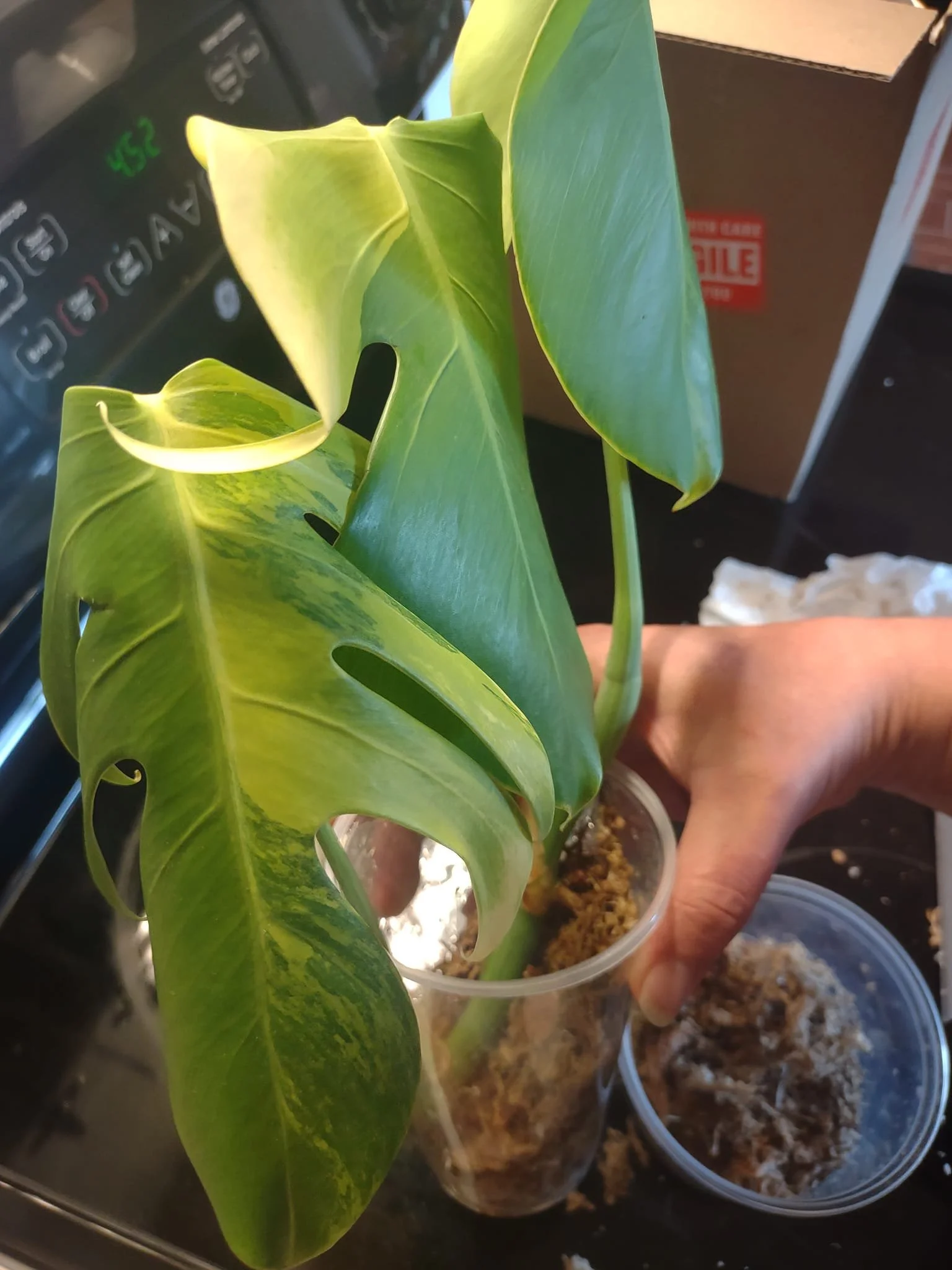 Holly Ault - MD.jpeg