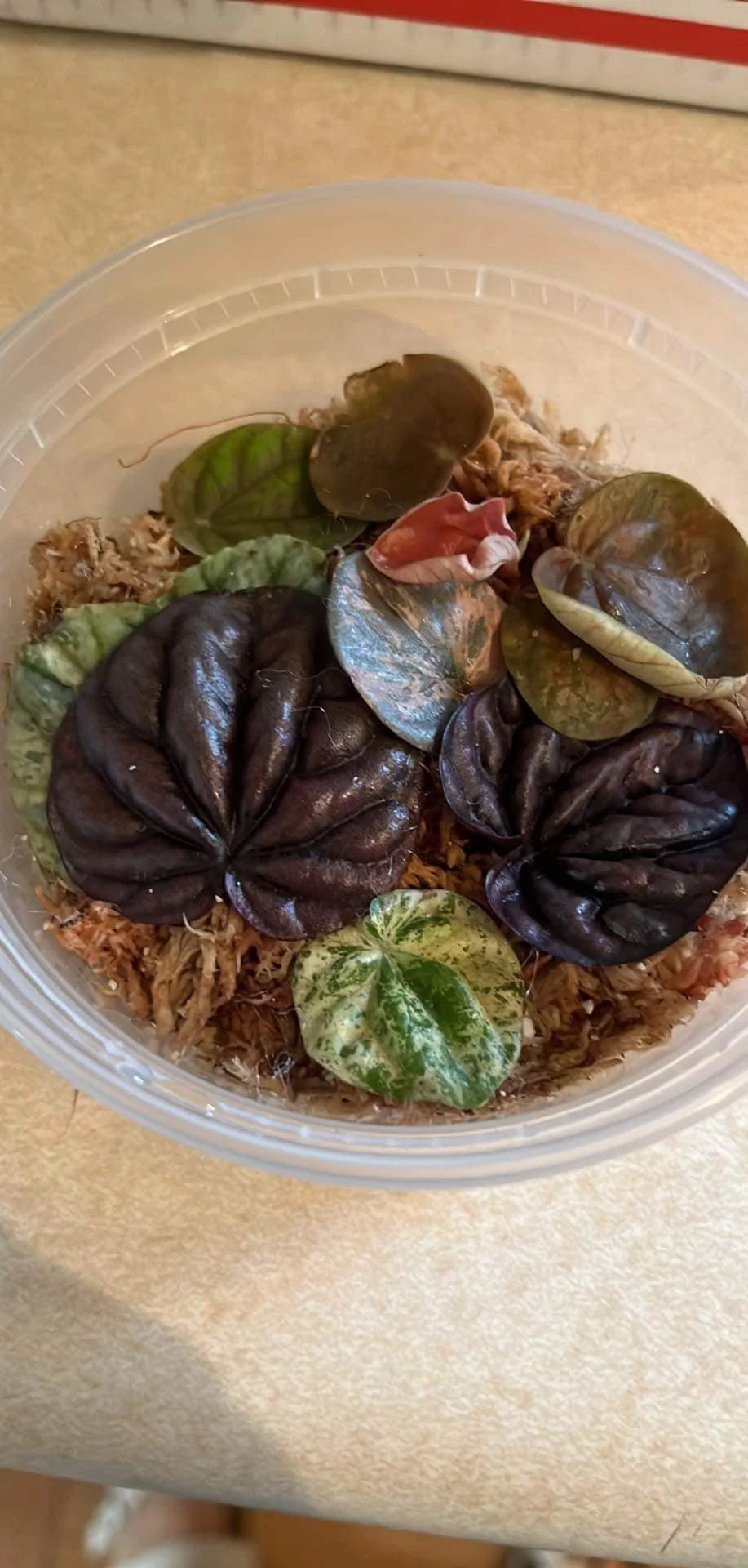 Jennifer Keenan - CK.jpeg