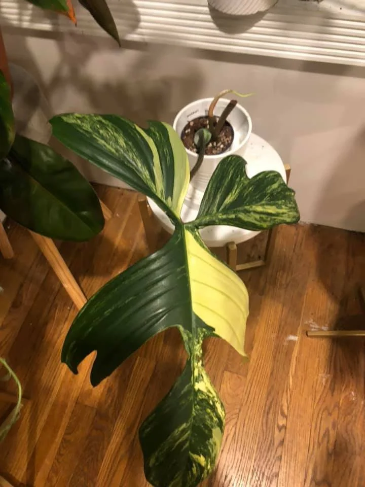 RK - Cari Hyman Epstein.jpeg