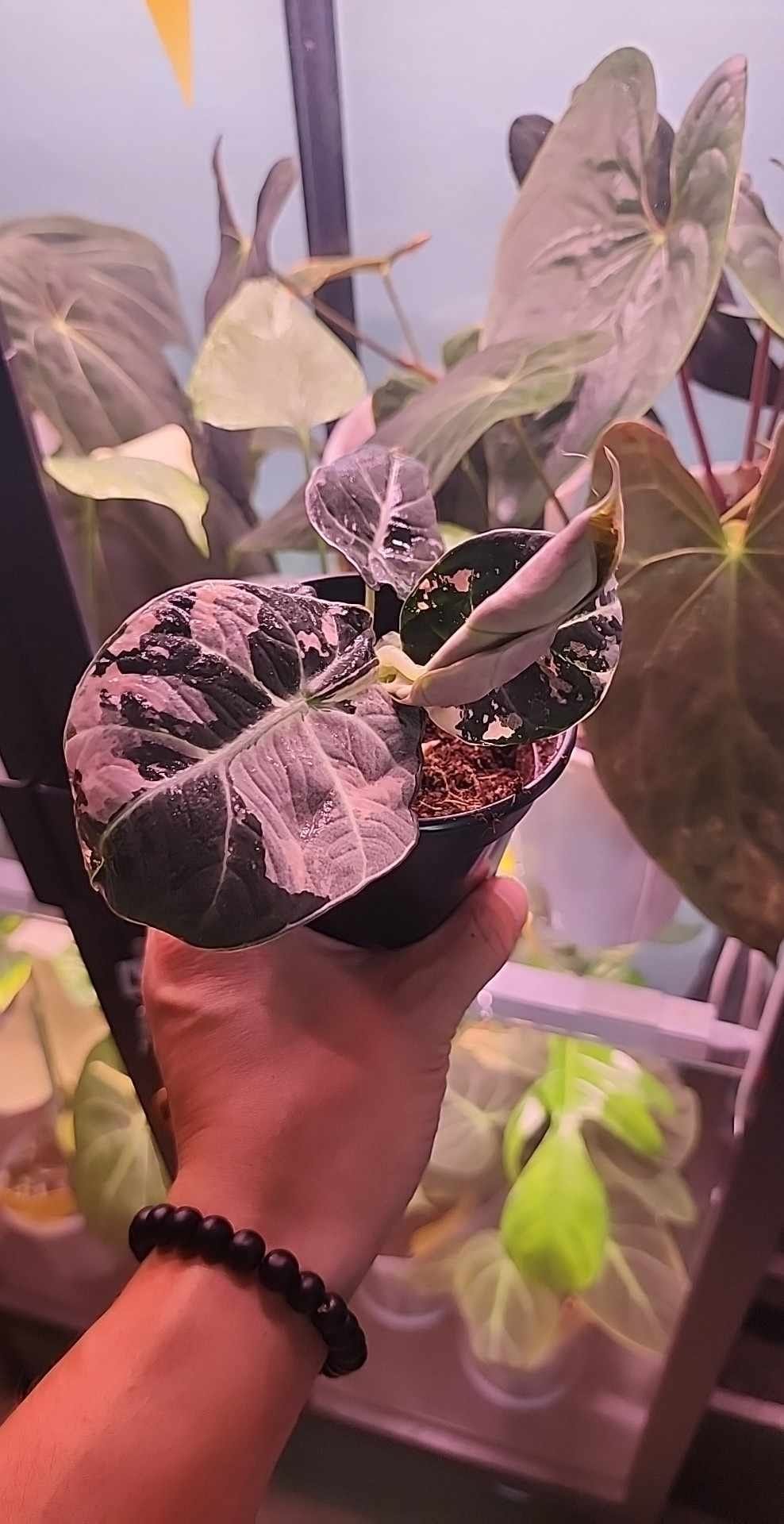 A.J. Ortiz - MD.jpeg