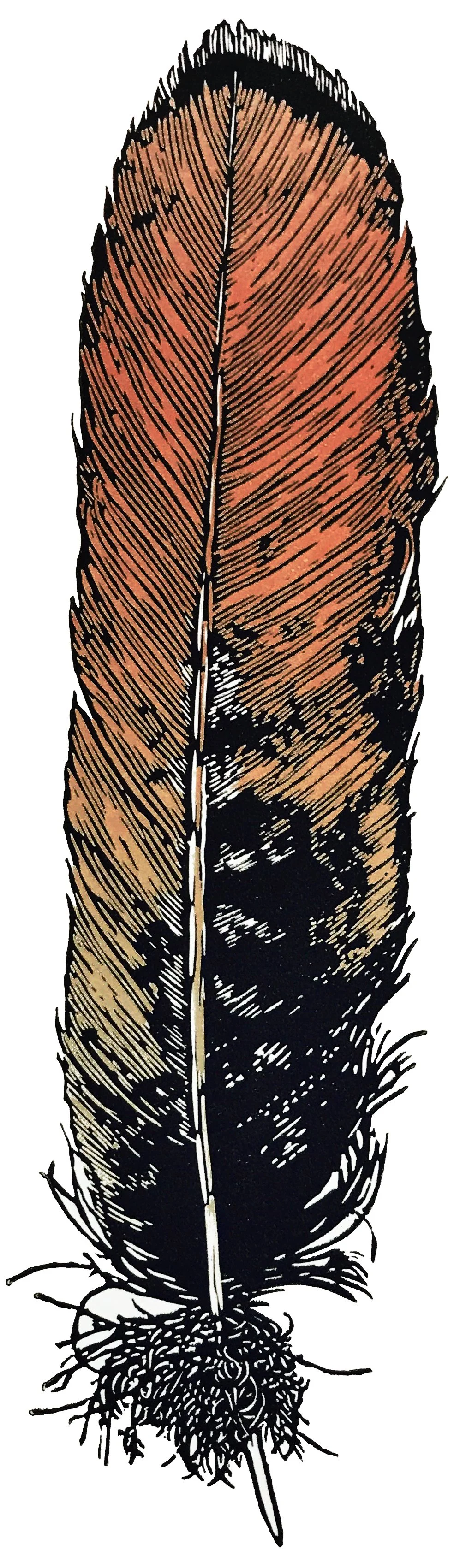 “Red Tail Feather”, Open Edition Variée, 11” x 4.5”, Multi-Color Linocut Relief Print