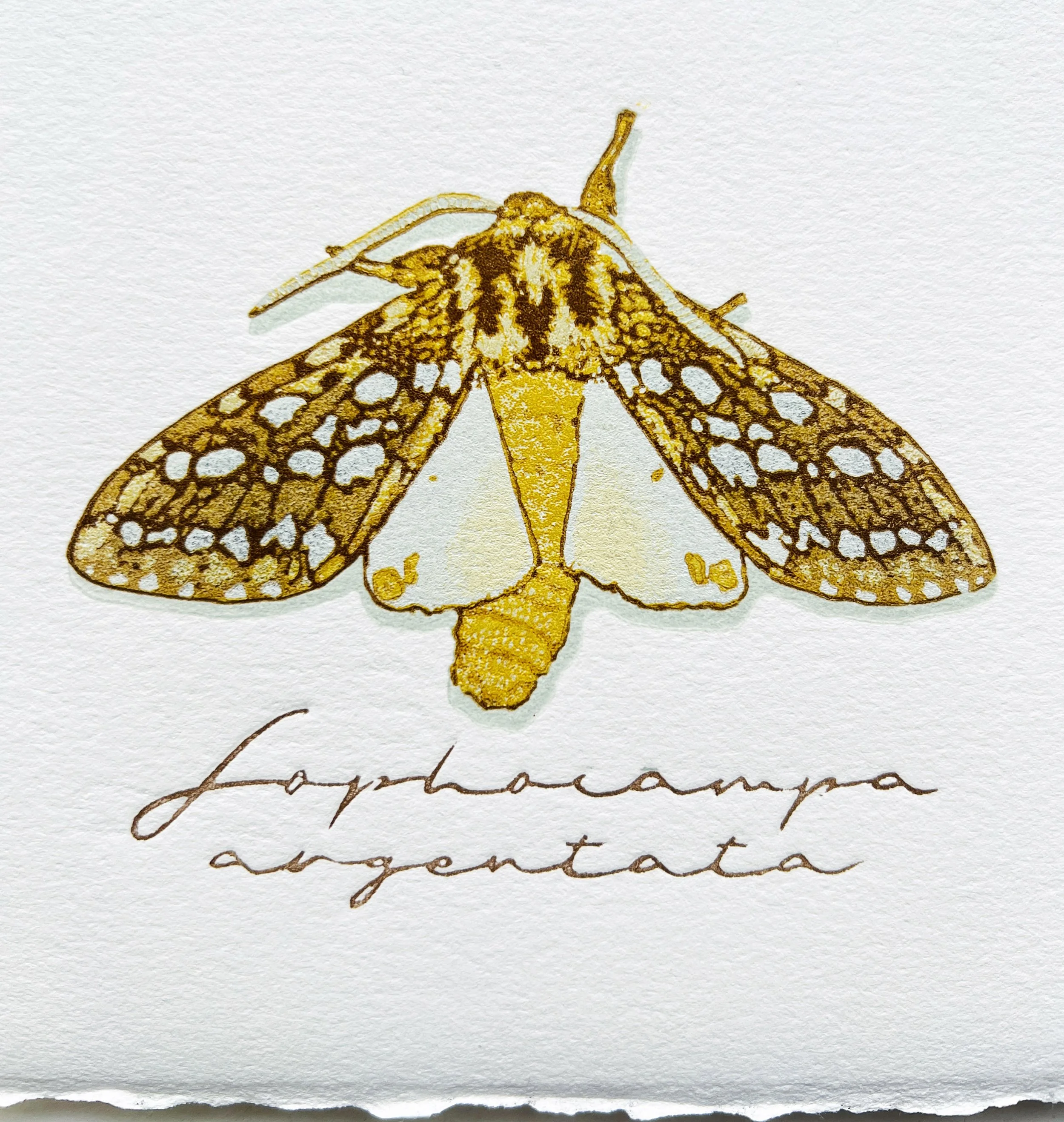 "Lophocampa argentata" (Moth Series), Limited Edition of 30, 3.75" x 3.25", Reductive Linocut Relief Print