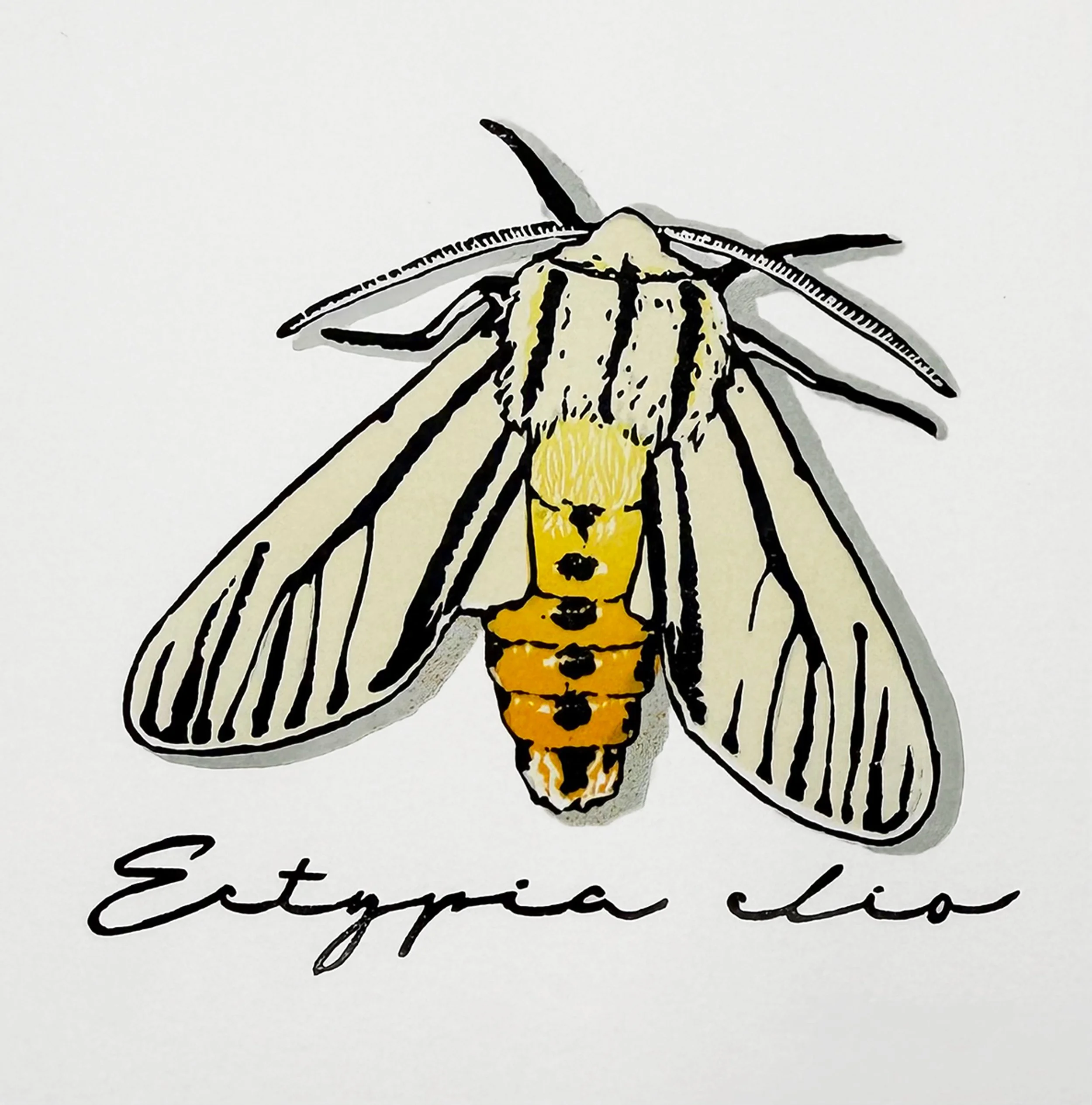 "Ectypia clio" (Moth Series), Limited Edition of 30, 3.75" x 3.25", Reductive Linocut Relief Print