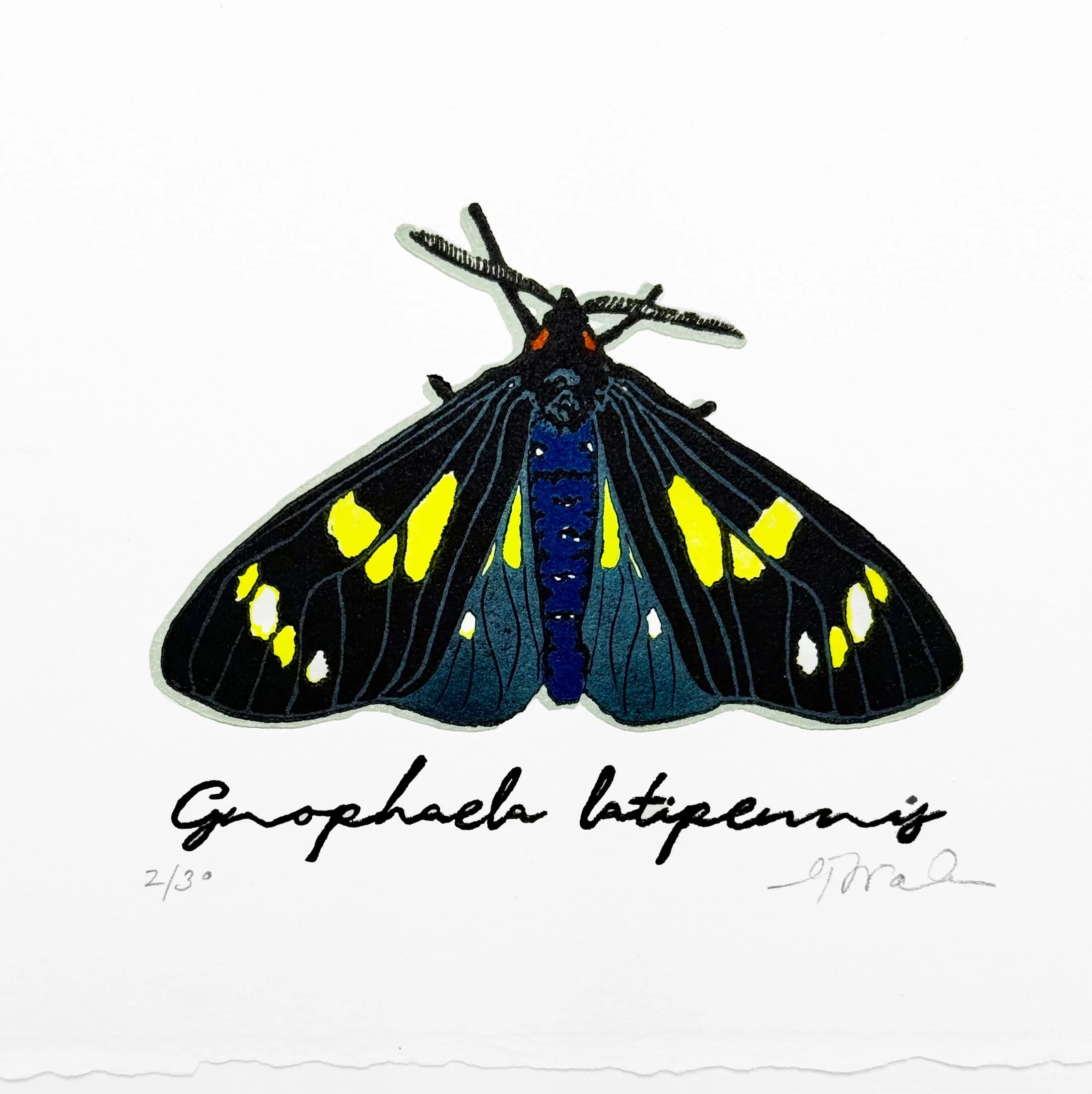  "Gnophaela latipennis" (Moth Series), Limited Edition of 30, 3.75" x 3.25", Reductive Linocut Relief Print