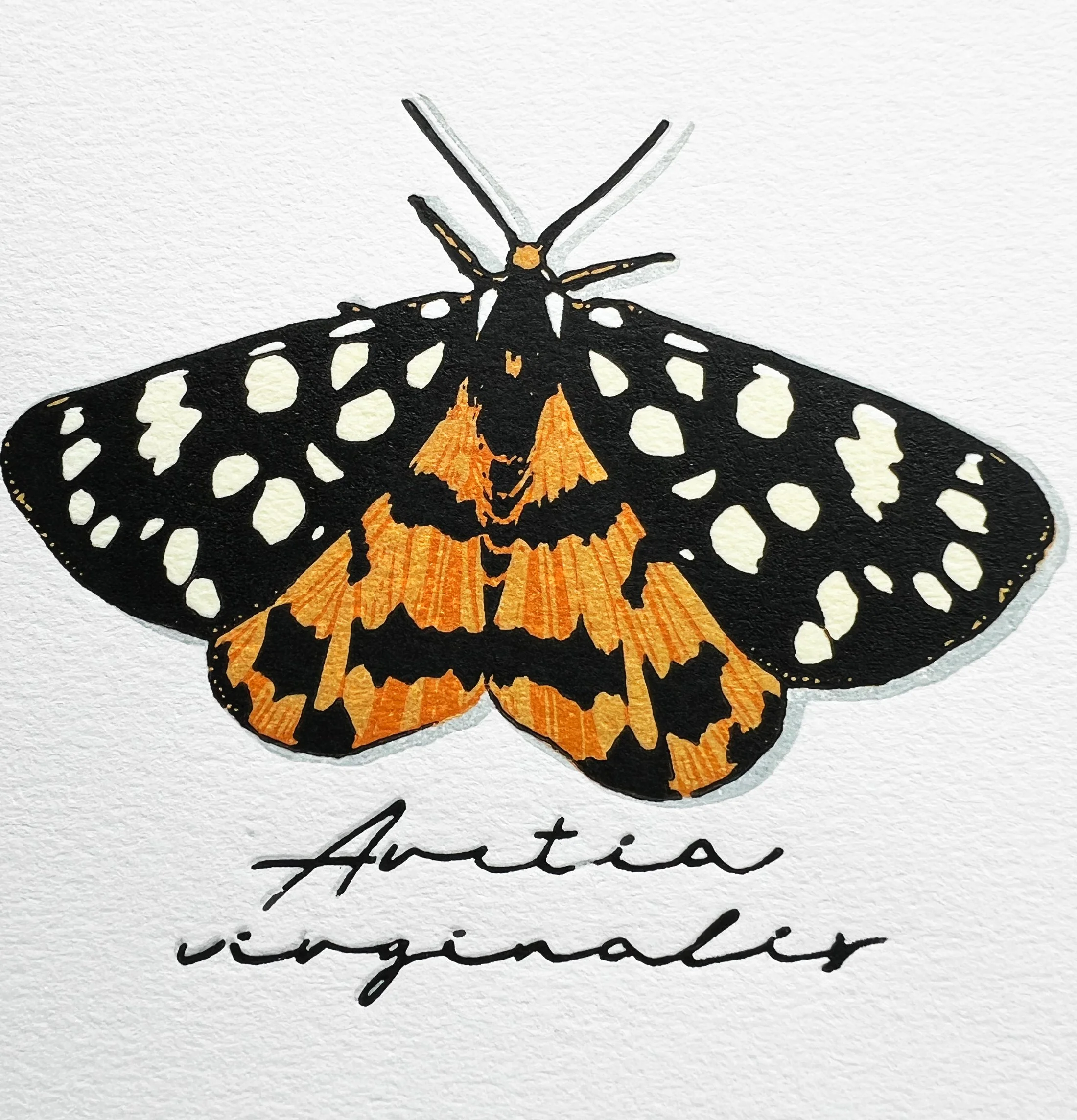 "Arctia virginalis" (Moth Series), Limited Edition of 29, 3.75" x 3.25", Reductive Linocut Relief Print