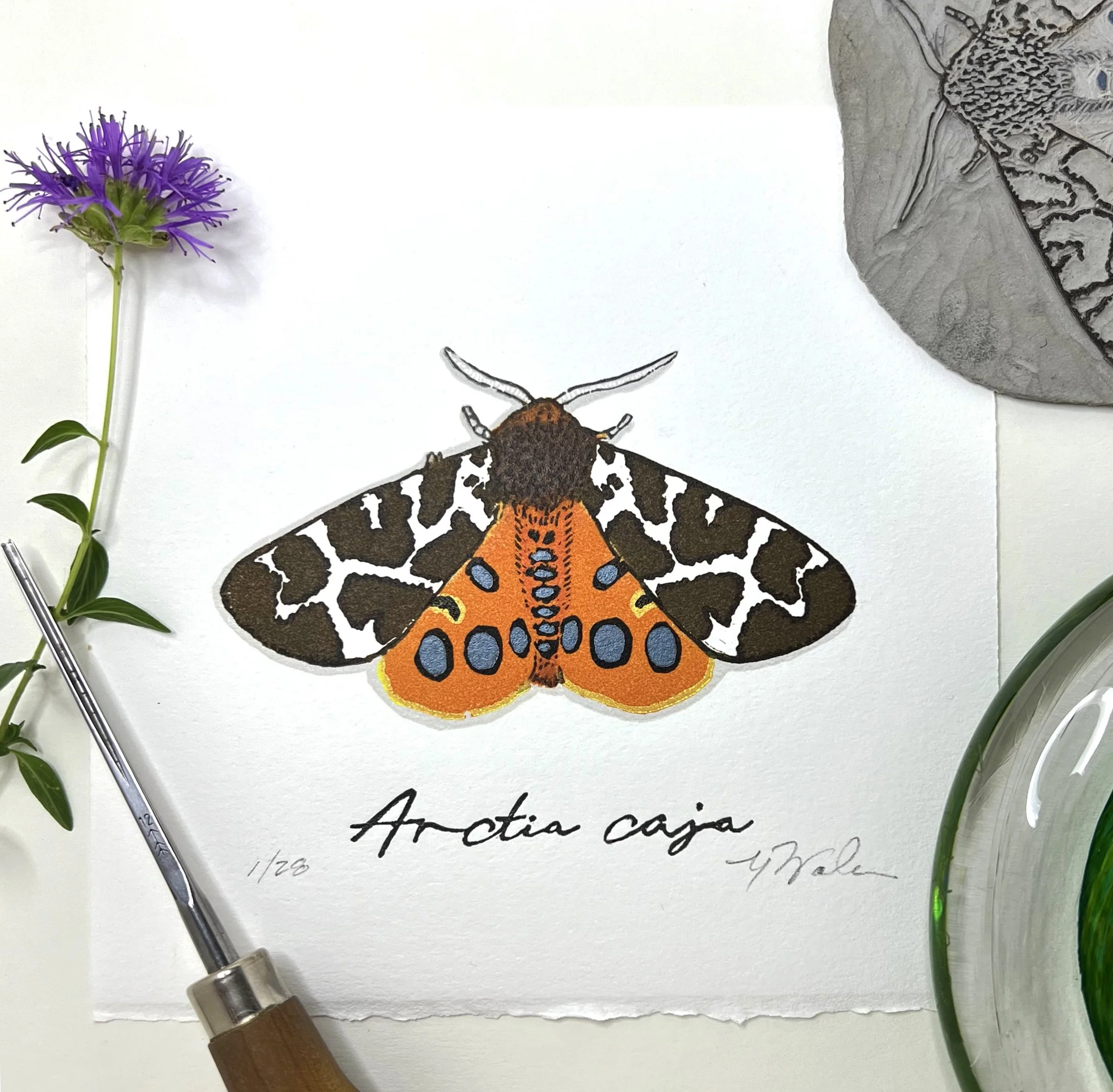  "Arctia caja" (Moth Series), Limited Edition of 30, 3.75" x 3.25", Reductive Linocut Relief Print