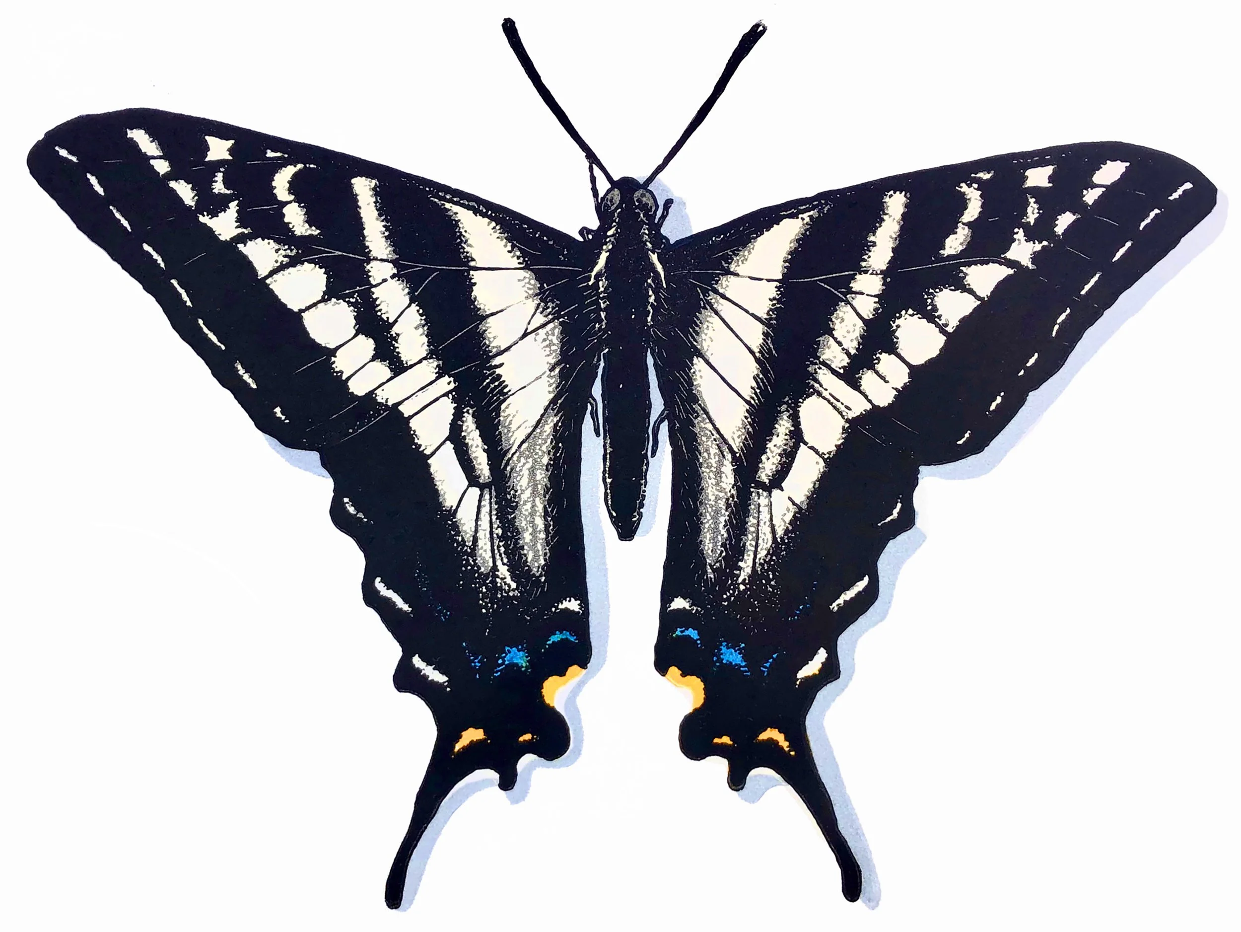 “Pale Male Swallowtail”, Limited Edition of 34, 8” x 10”, Reductive Linocut Relief Print