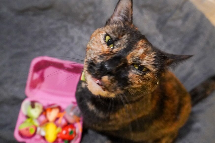 SomeBUNNY (Toffee) 🐰 loves her Spring @smartykatbrand Ambassador box! Their team always does the CUTEST packages 😻 and it&rsquo;s our favorite mail to open 💌 because it&rsquo;s always just so creative and fun!! (These cute as heck fruit skitter mi