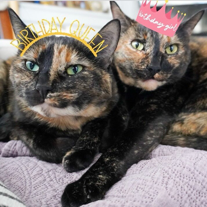 RAISE YOUR PAWS IF YOU&rsquo;RE 6 YEARS OLD TODAY! 🎉🎉🎉 Happy Birthday to my April Fools tortie twinnies I love you more than the whole wide world 🌎🌍🌏