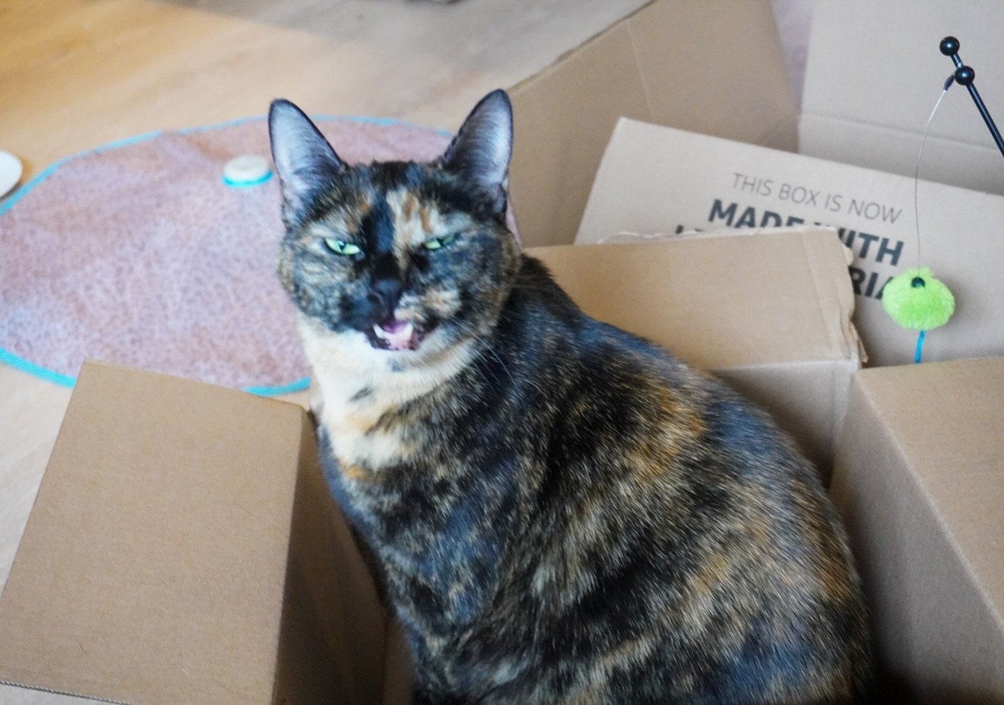 🕵️&zwj;♀️ Do we believe Br&ucirc;l&eacute;e&rsquo;s innocence? 🕵️&zwj;♀️ Her statement: &ldquo;Obviously it was not me hissing at Ollie I am innocently playing in my box. It must have been a naughty cat. Not me.&rdquo; 🧐