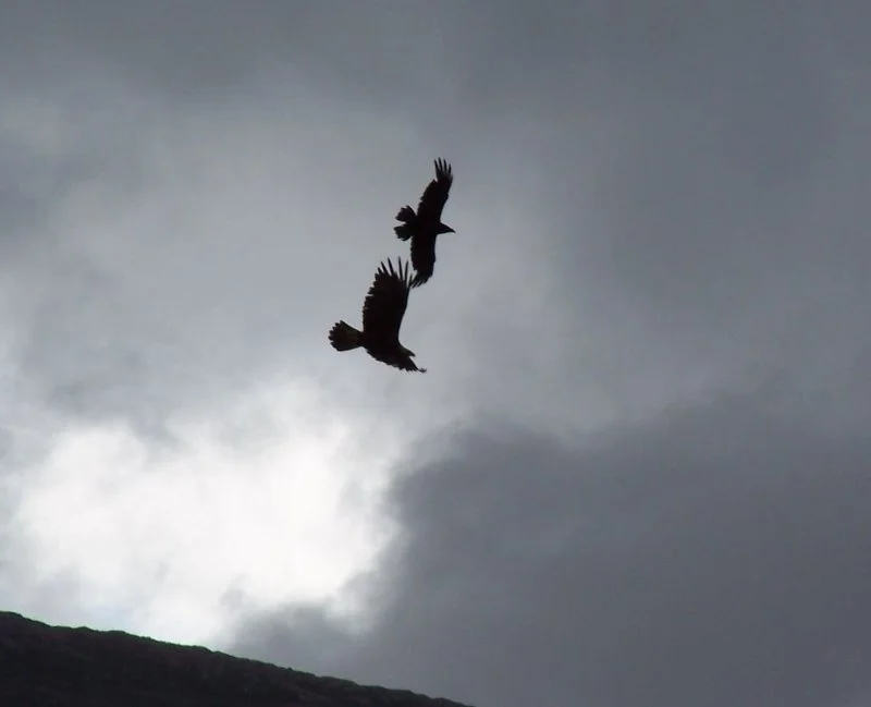 eagles at Dun Borve.JPG