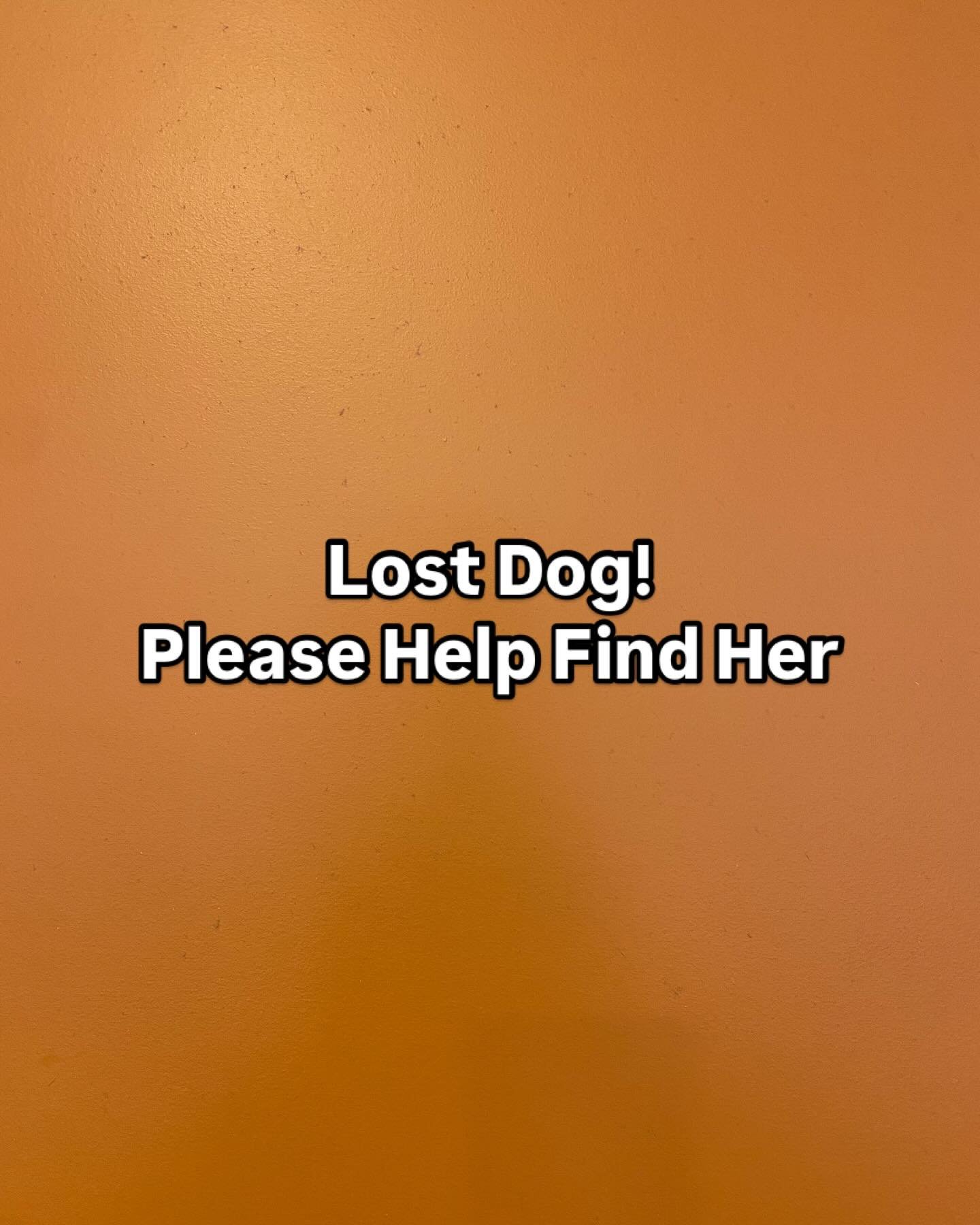 Hey y&rsquo;all, if you found a spotted black and white dog today at Holloway Corner Kitchen please give us a shout! Her name is Valentina and she jumped out of a car while her owner was eating lunch with us. We have his contact info and are hoping t