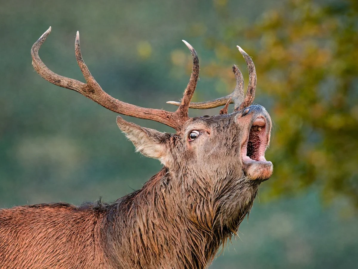 Advanced - Best Image - Nature, Roar by Paul Grogan