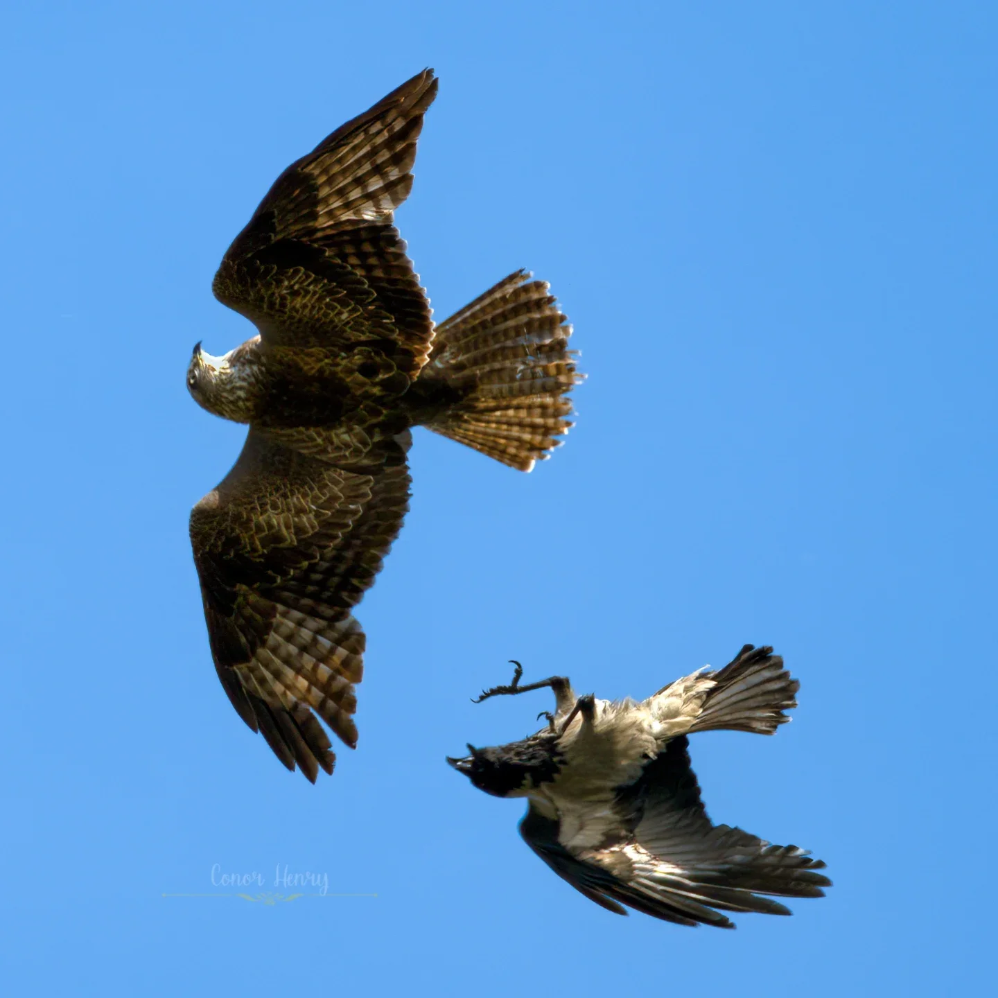 Bird Photography with Conor Henry