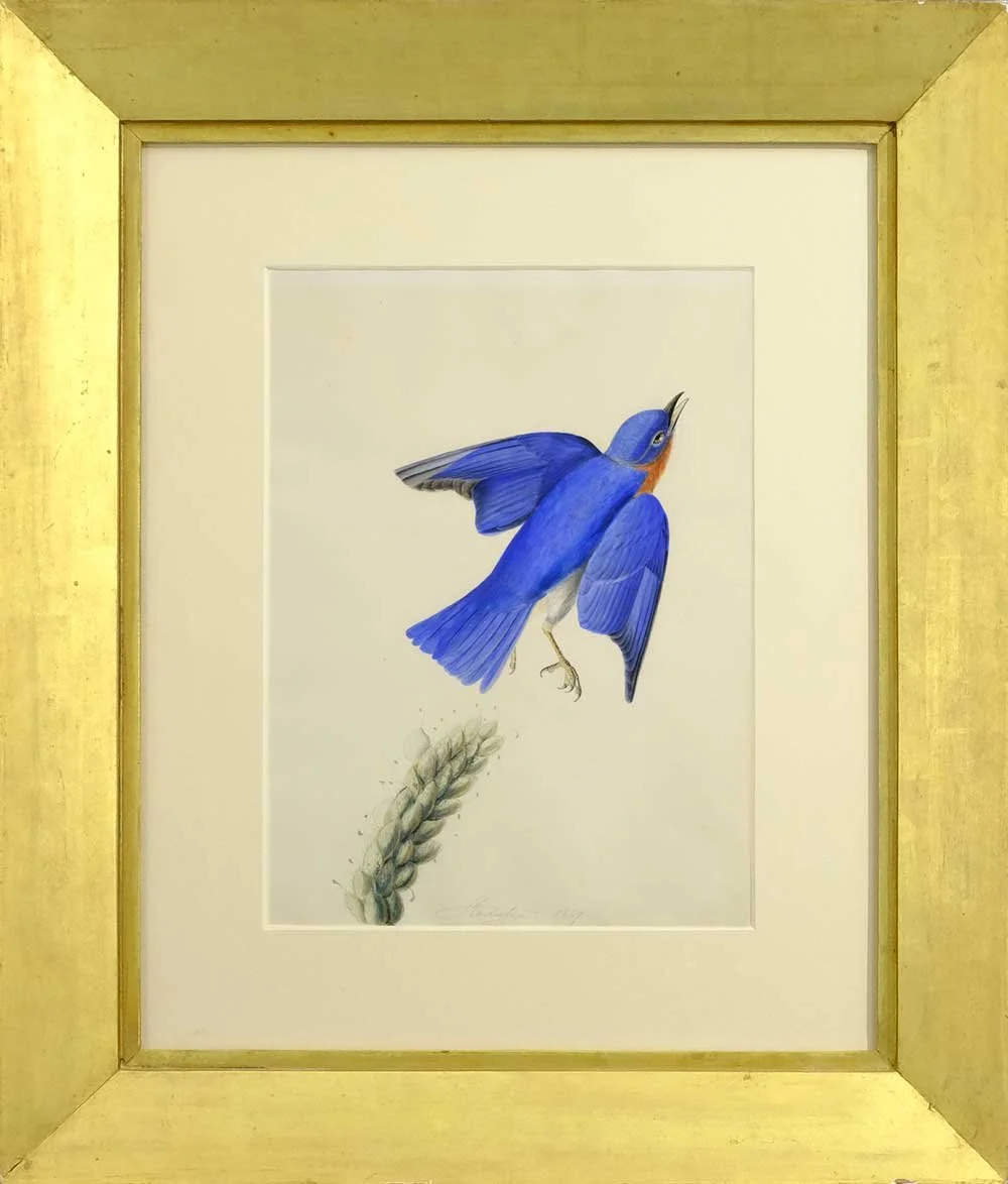 John_Audubon_Eastern-Bluebird.jpg-WEB.jpg