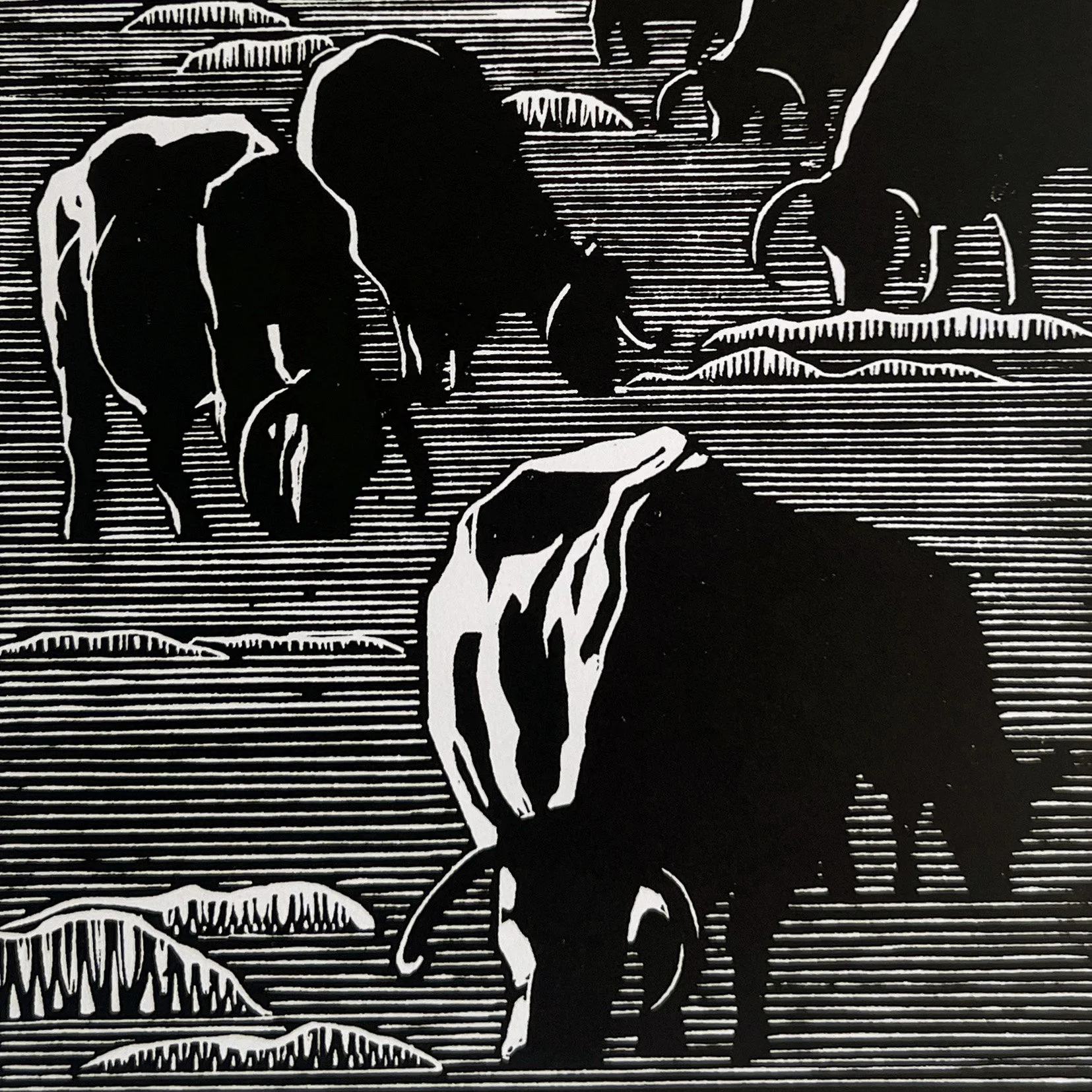 Christ Church Cows white square.jpg