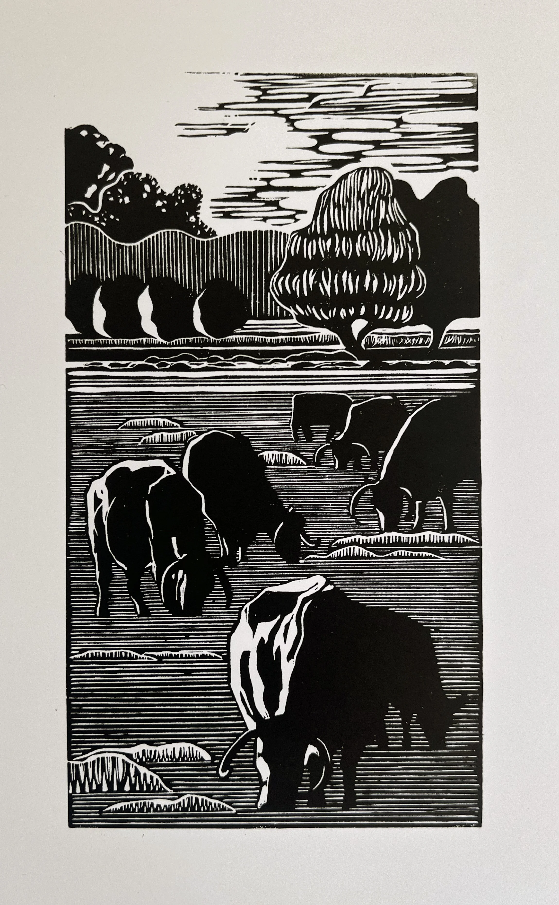 Christ Church Cows white paper.jpg