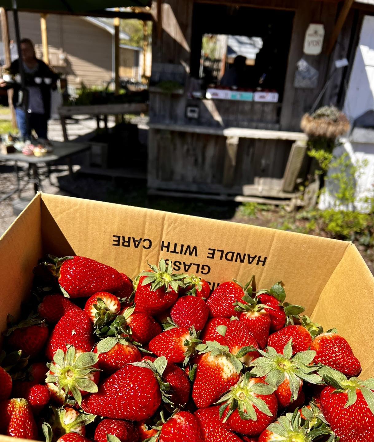 I wish I had Smell-o-Vision to share the intoxicating scent of the *very first* local strawberries, from the Staton Family Farm in Carlisle. I really pushed the season when I featured strawberries in tonight&rsquo;s Greatest Hits menu but Me &amp; Mc