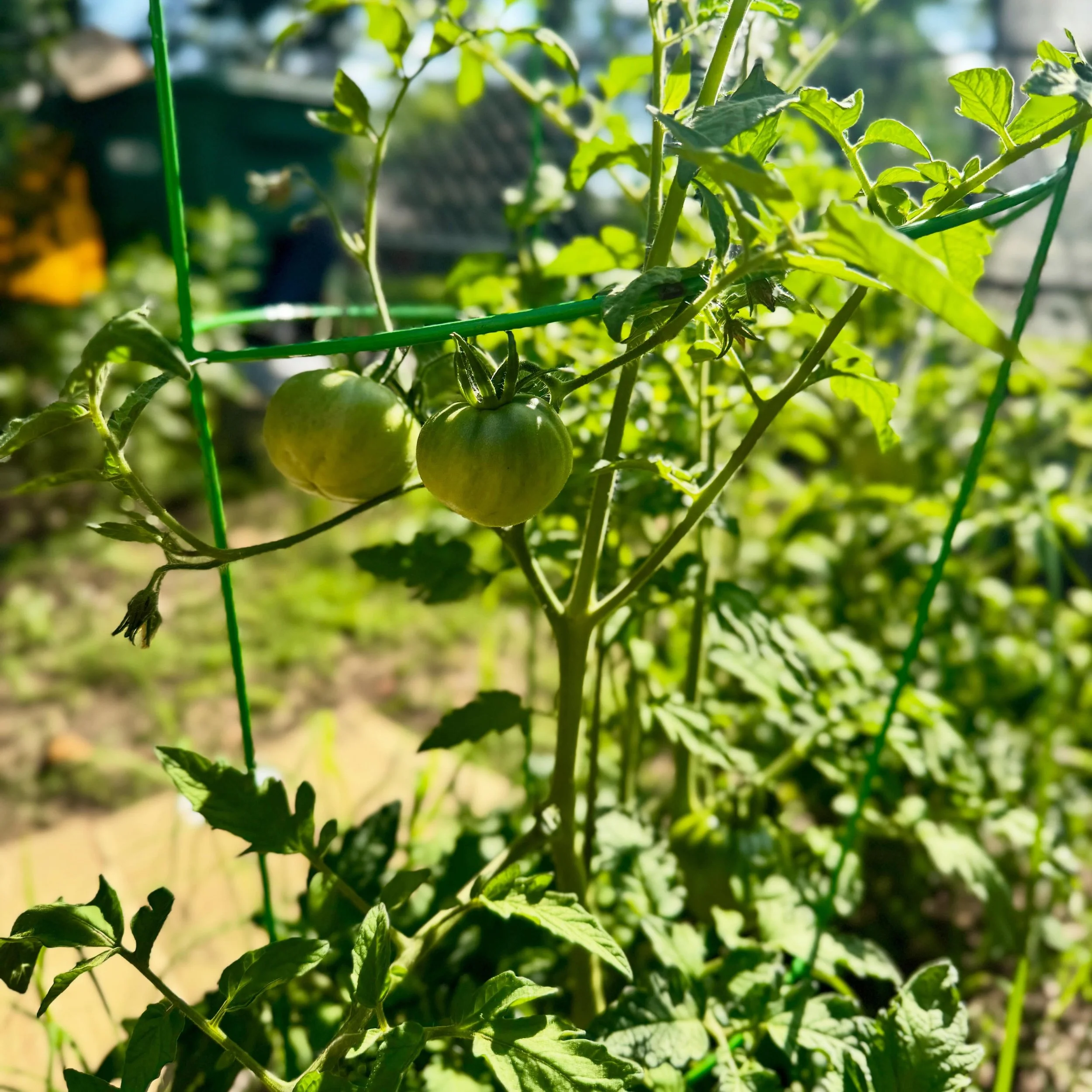 Still green. Still waiting. 

The first tomato of summer is its own kind of religion. 

While you wait, my definitive guide to what comes next. Link in bio.