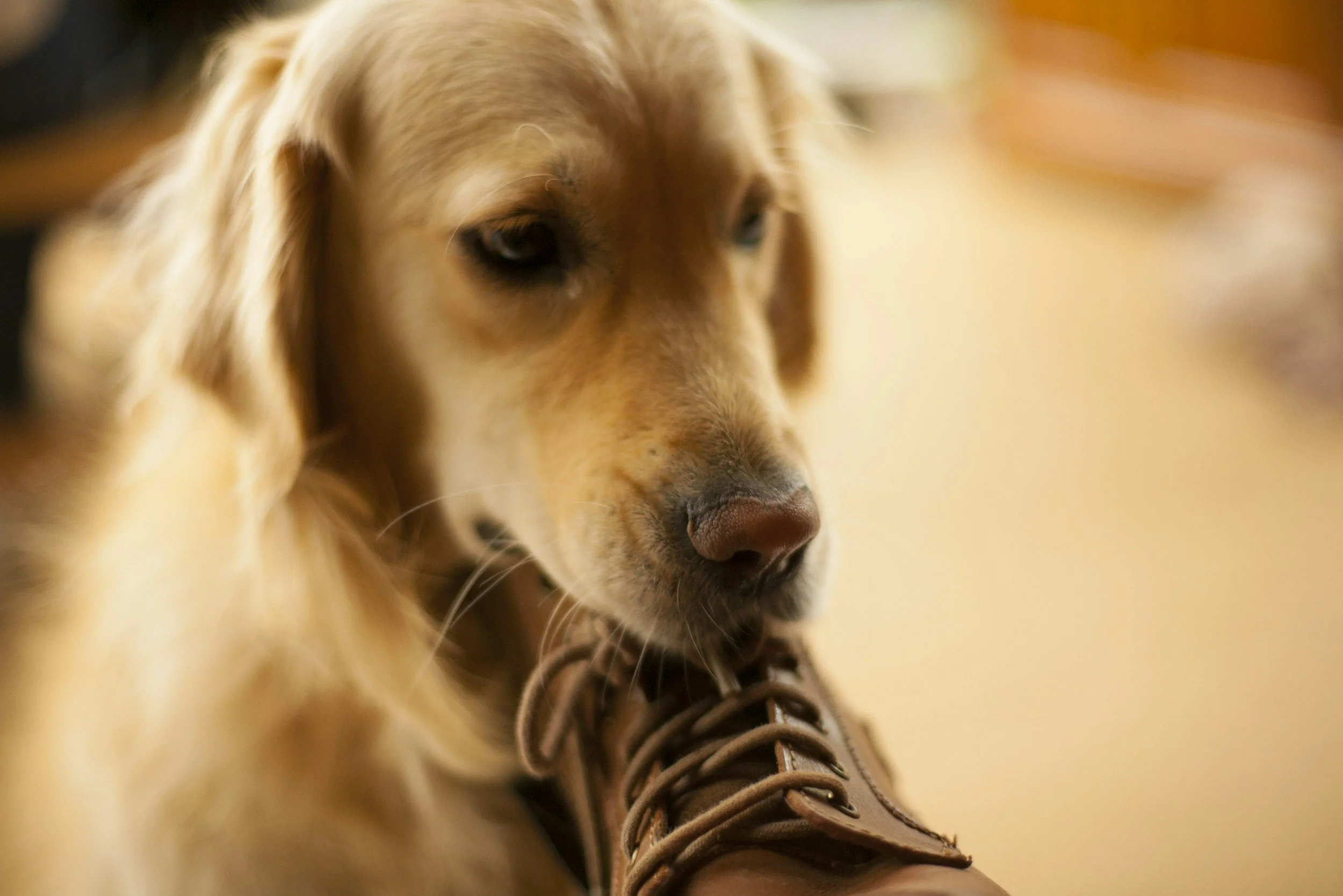 HOW TO STOP PUPPY BITING: A UK TRAINER’S STEP-BY-STEP GUIDE