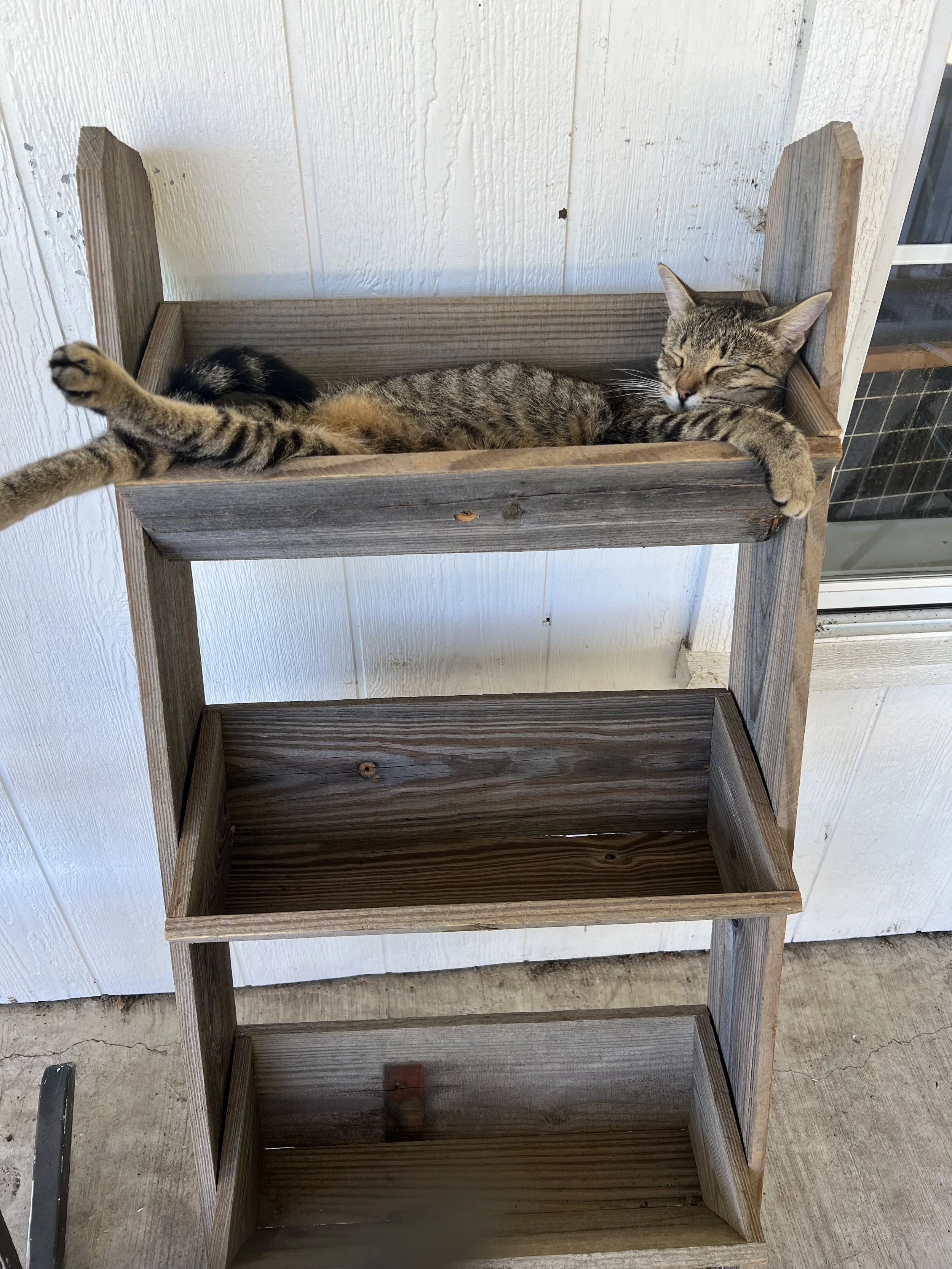 A tabby cat relaxing on a wooden three-tier shelf, lying on its side with eyes closed and one paw draping over the side.