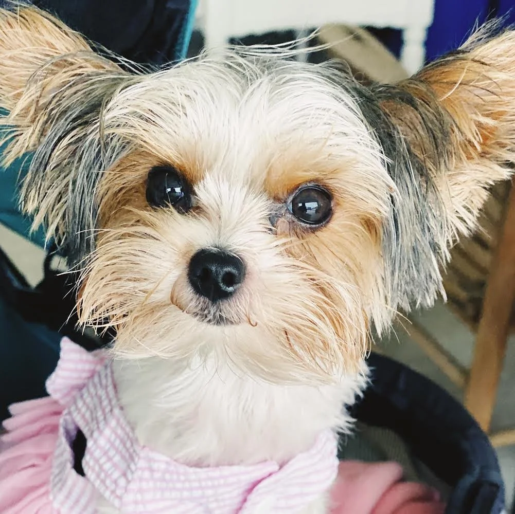 A small dog with light tan and gray fur, black eyes, and a black nose, wearing a pink and white checkered outfit, sitting on a person's lap.
