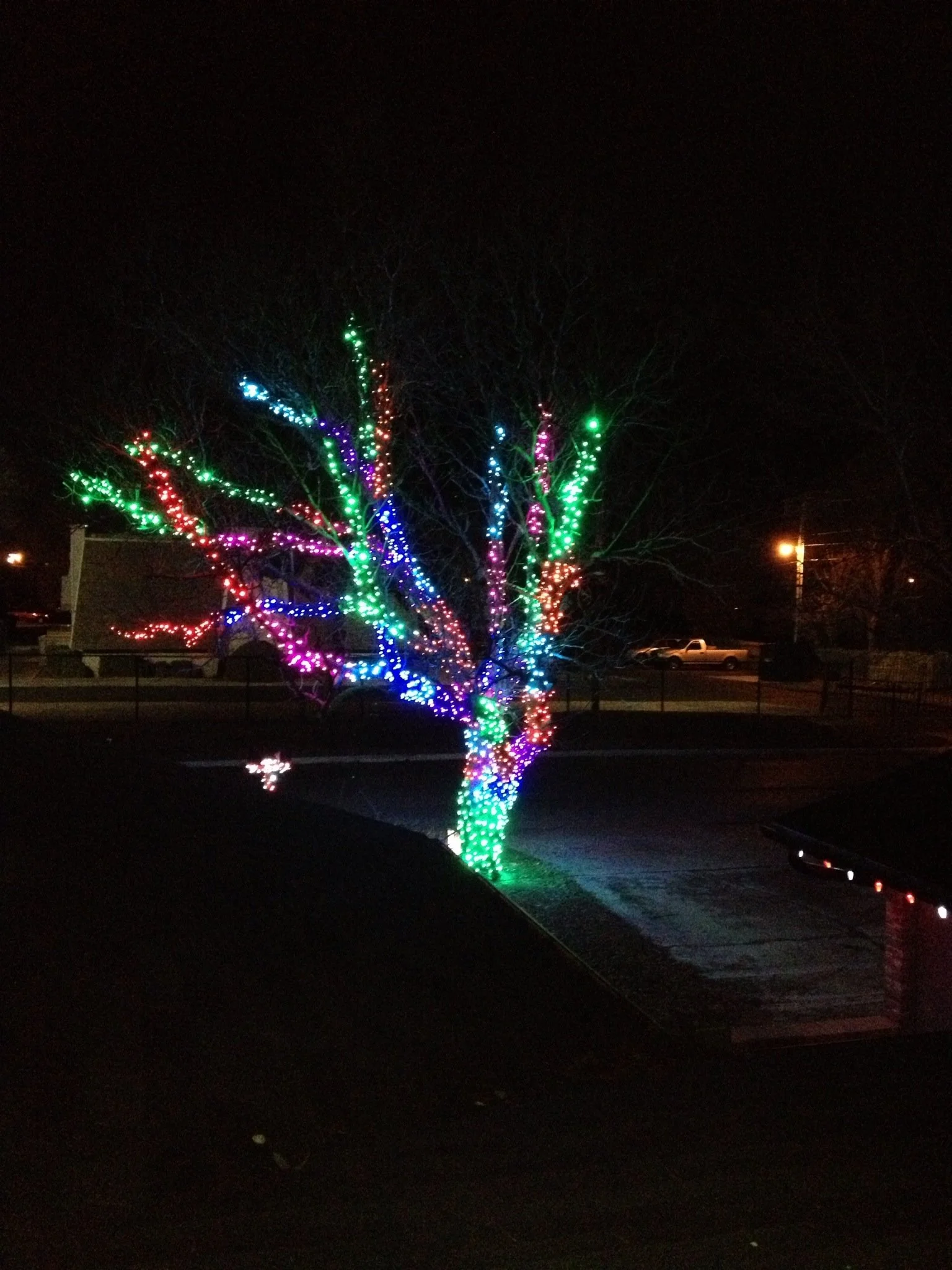 Northern Lights Stock Photo Tree.JPG