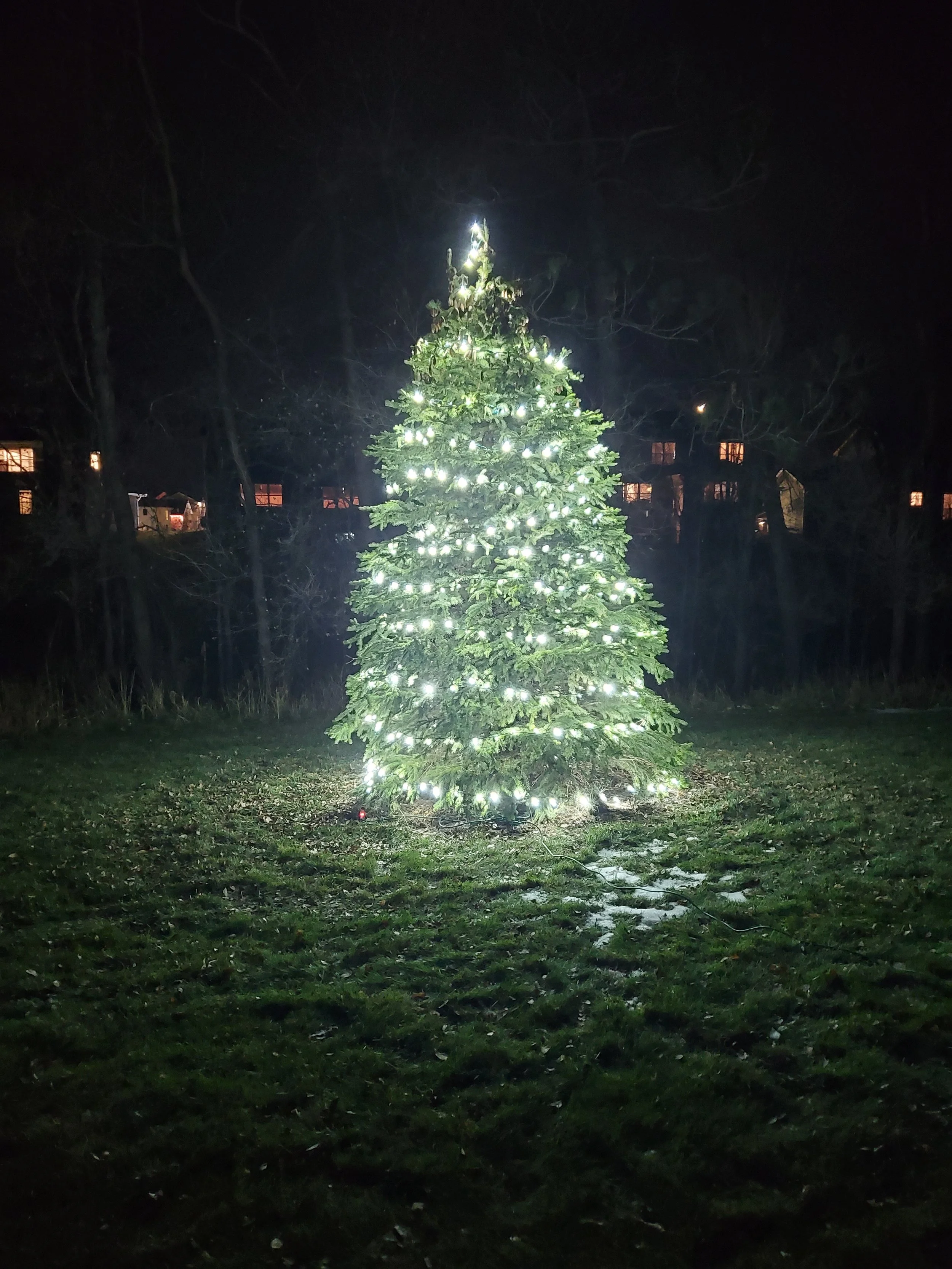 Lighted Coniferous Tree.jpg
