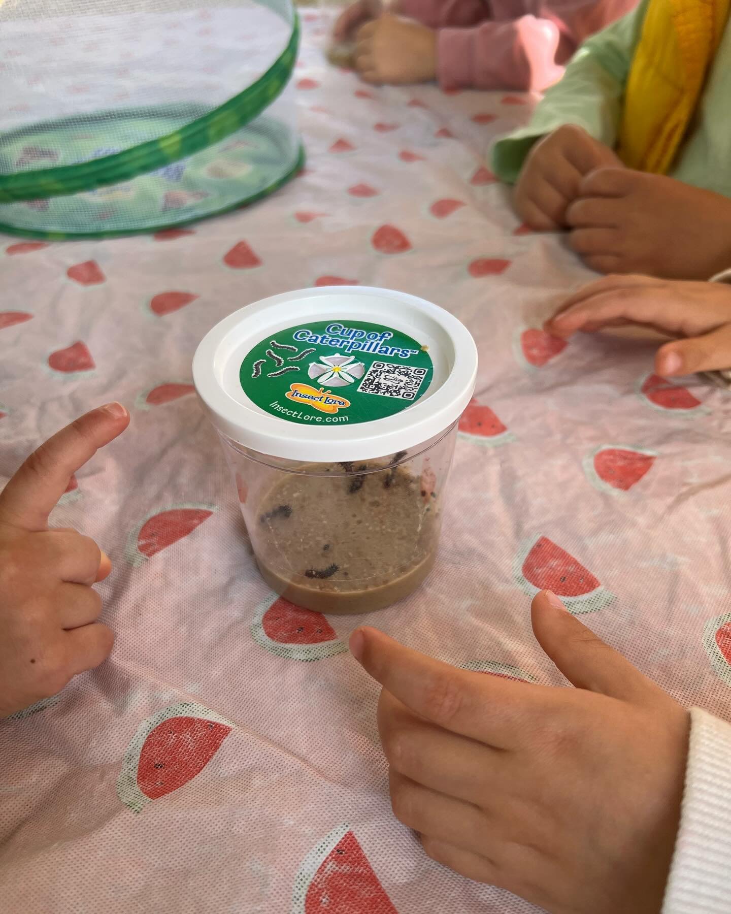 Our Painted Lady caterpillars have arrived!  They are making their way to the tops of their containers, where they will form chrysalises.  The children are fascinated by the butterfly life cycle!  Today, we made some delicious soft pretzels.  The Lit