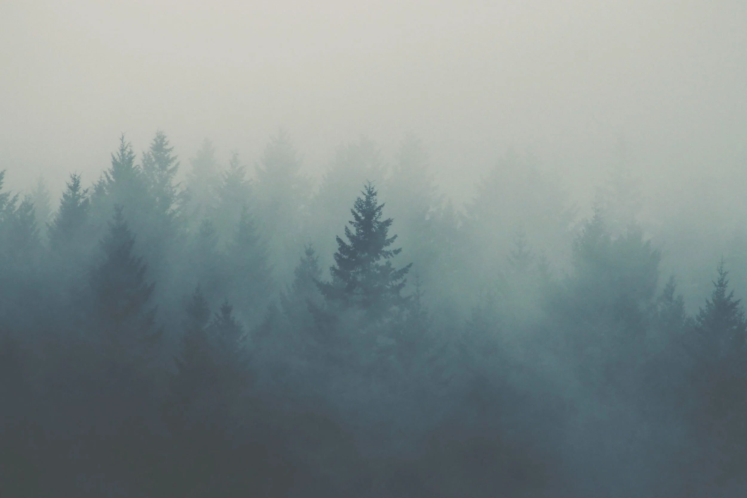 A stand of conifer trees in heavy fog.