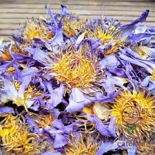 blue lotus 2.jpeg