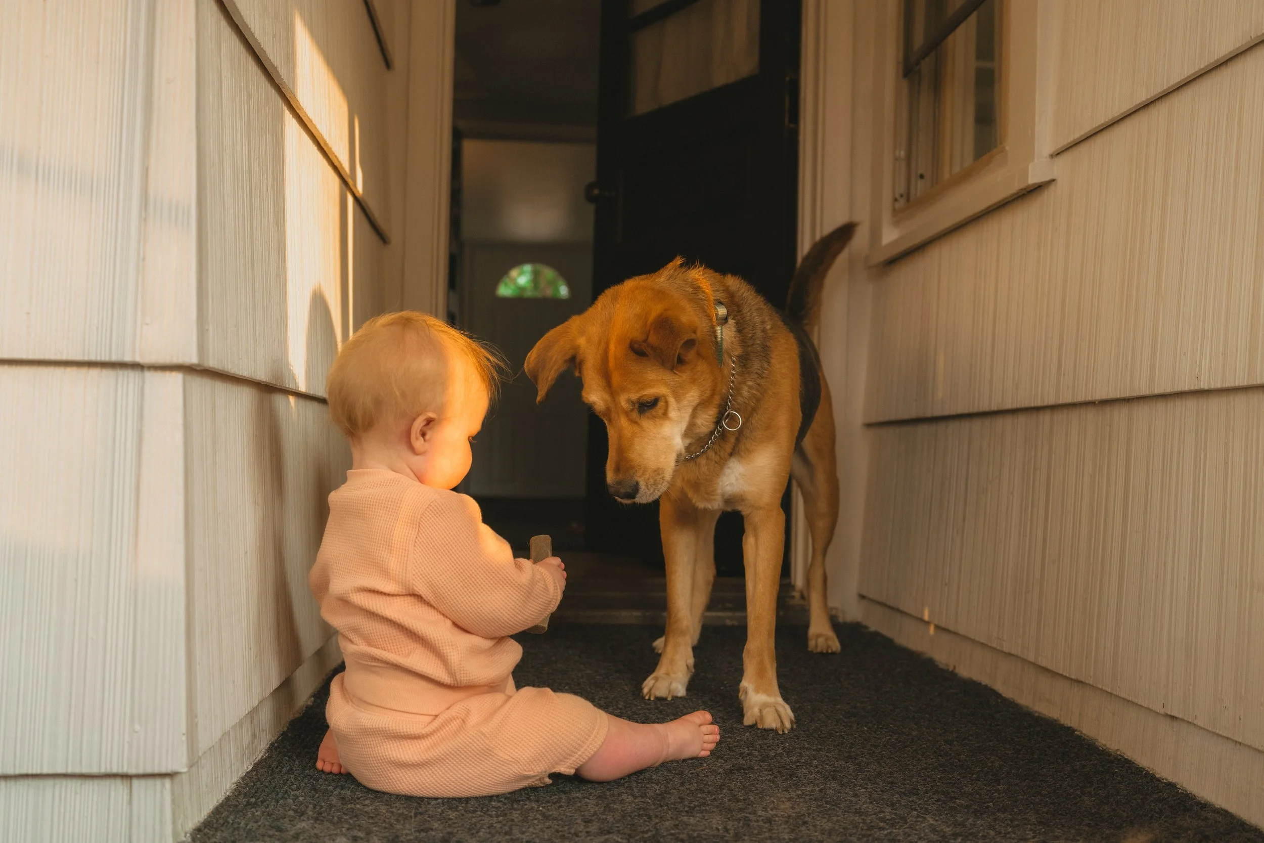 A toddler sitting on a black rug in a hallway, playing with a small object while a large dog looks curiously at the toy.