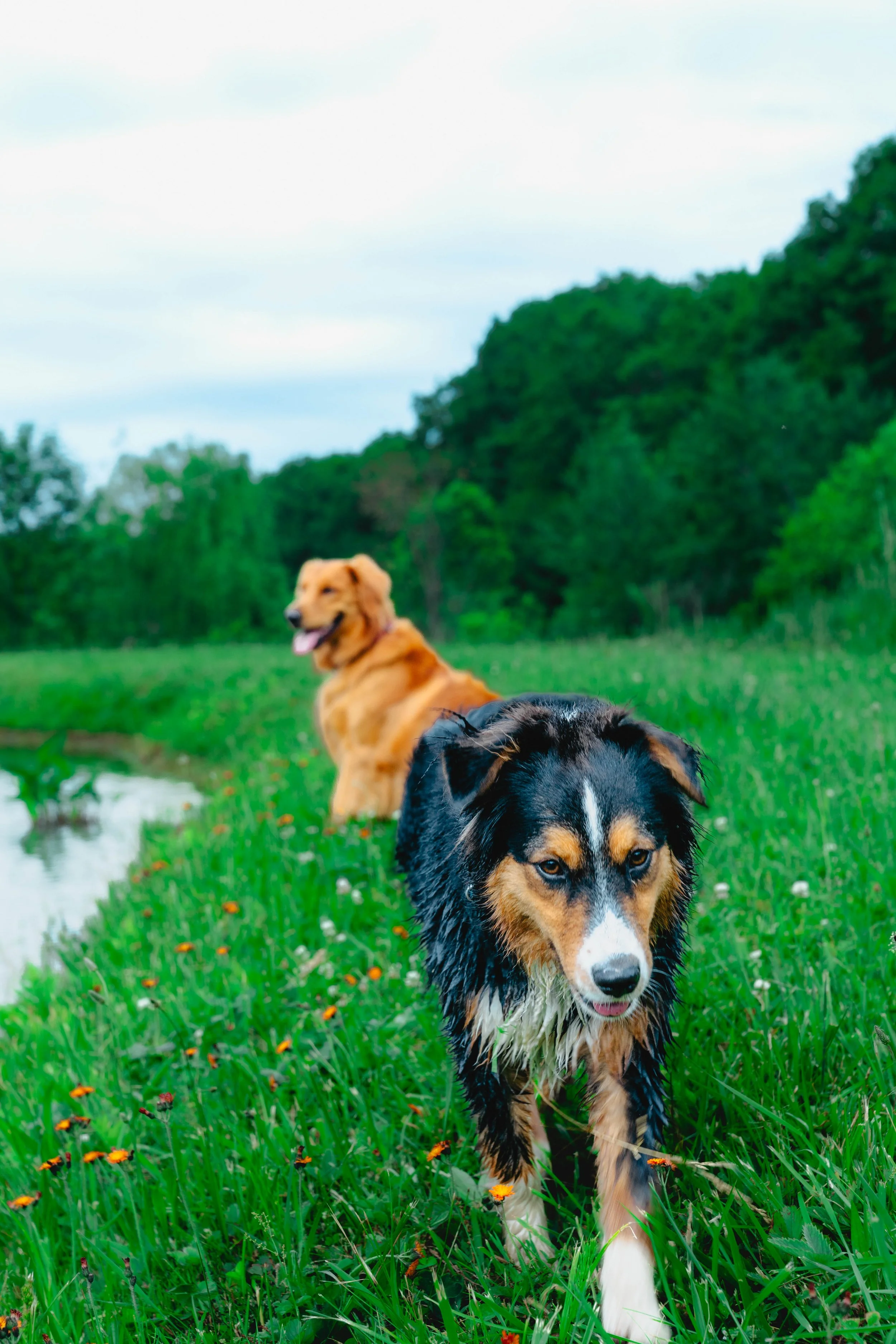 Demarie_Thompson_Dog_Photos_2026-9.jpeg