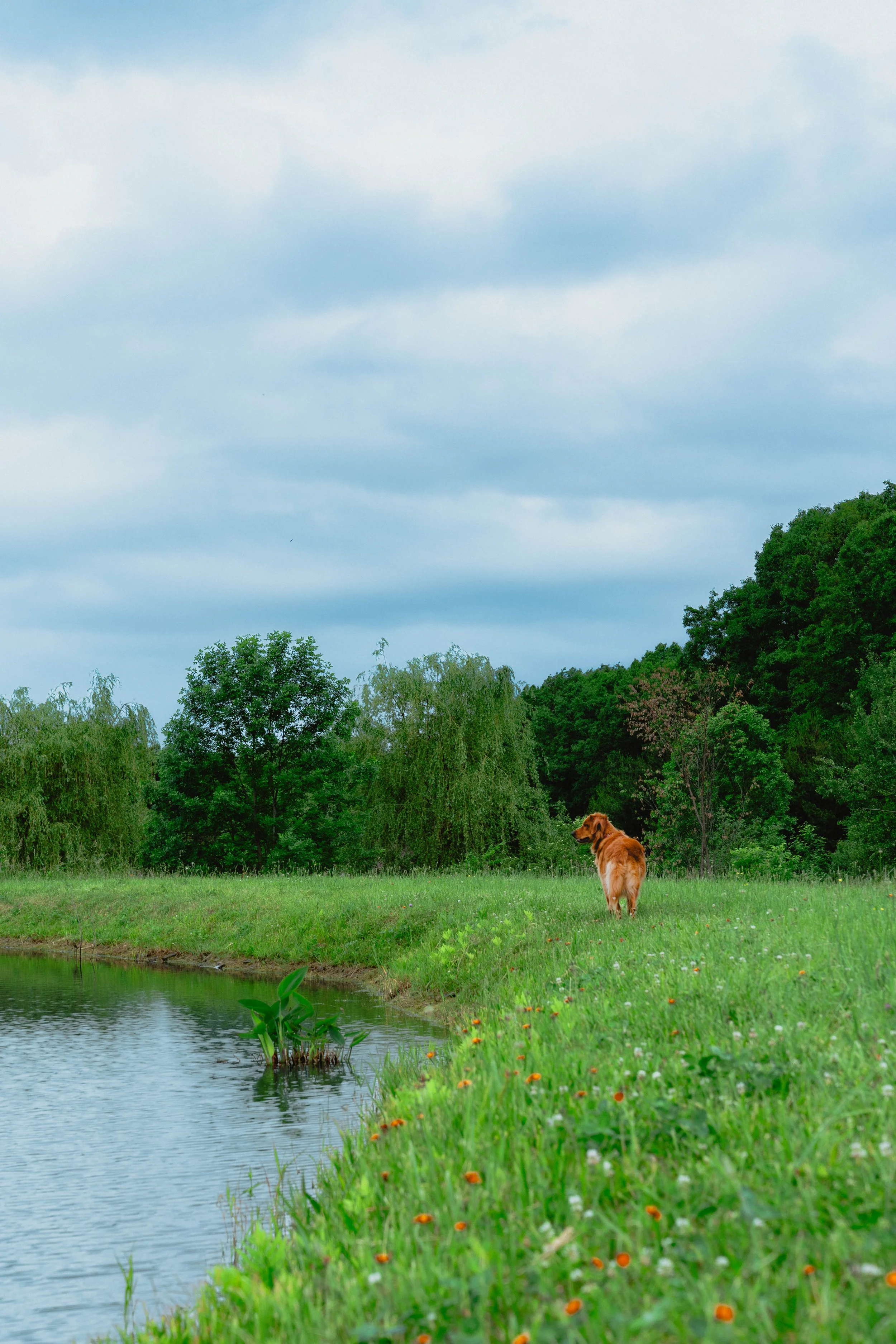 Demarie_Thompson_Dog_Photos_2026-21.jpeg